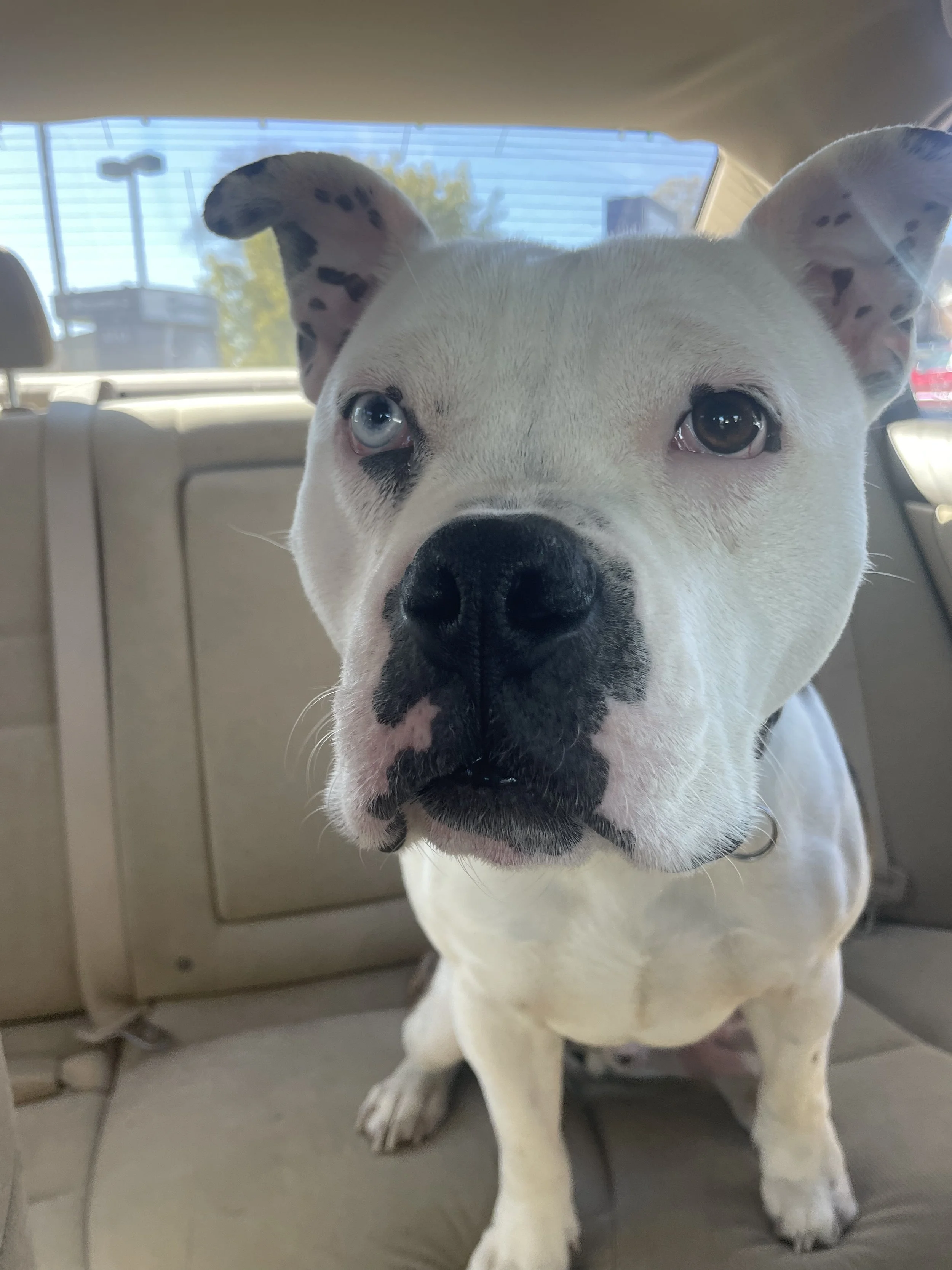 Max is our rescue pup and we feel he is here because of people like you.