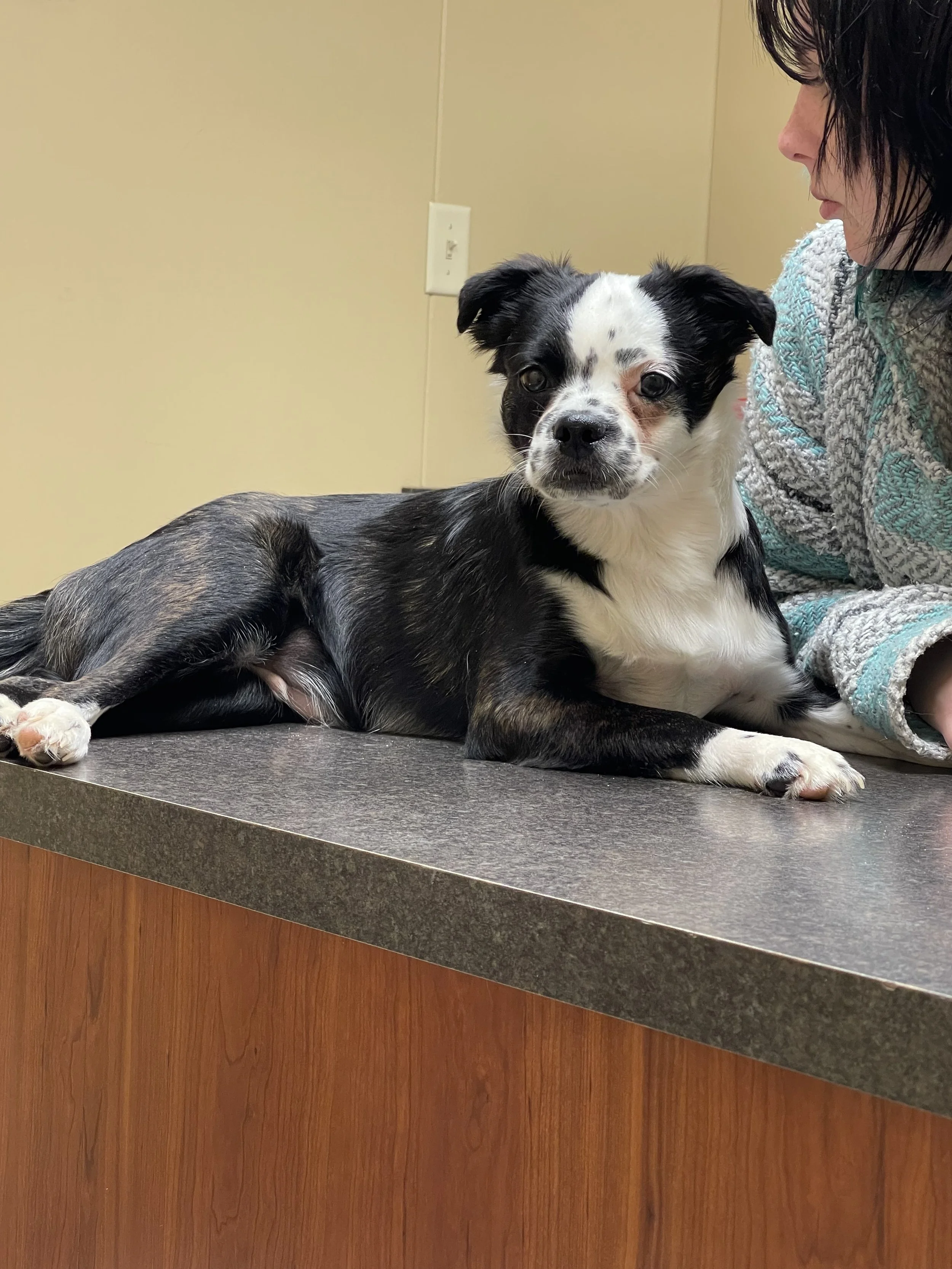 I know how hard it is getting donations and this coverage for my fur baby Eddie is greatly appreciated!