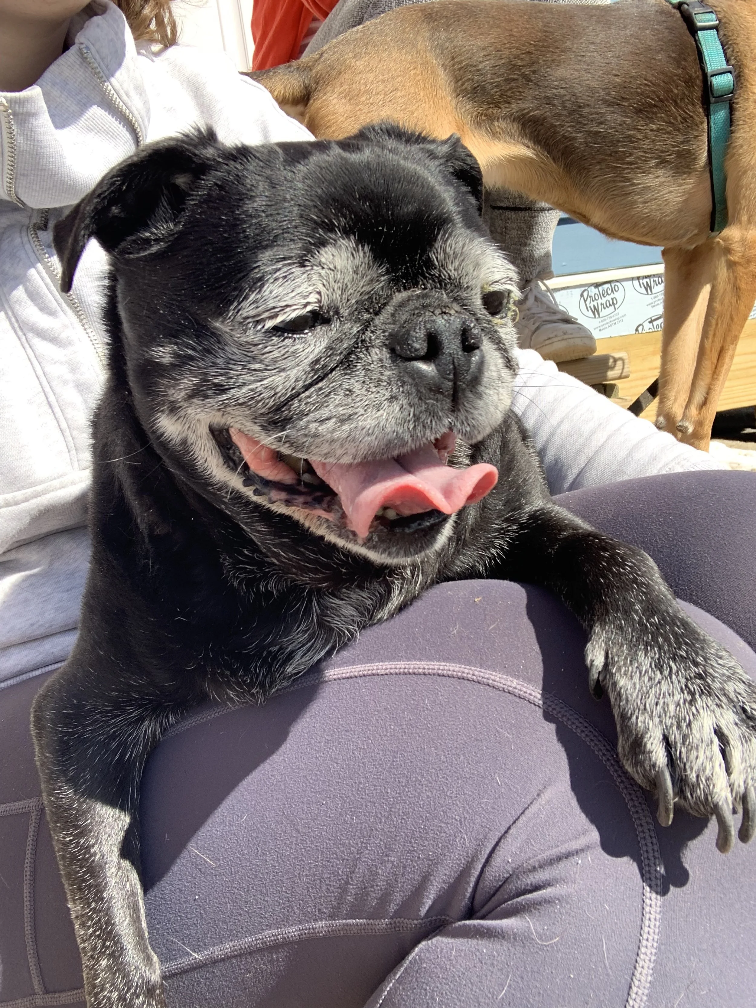 Approving funding for Bella’s enucleation,  means that I get to spend more time with my best girl as a happy senior old lady.