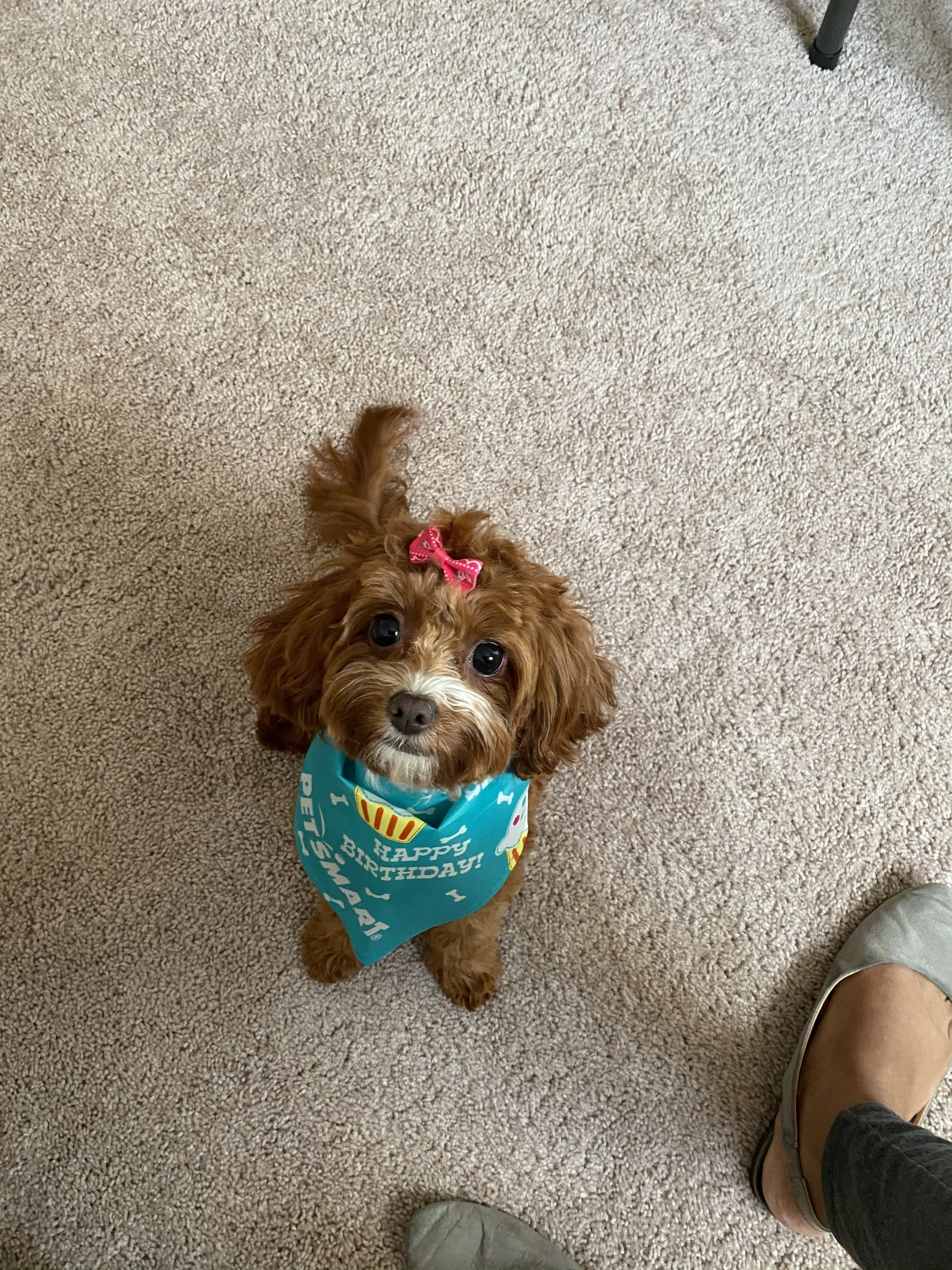 Thank you so much for the assistance in keeping my Roxy girl healthy and a part of our family.