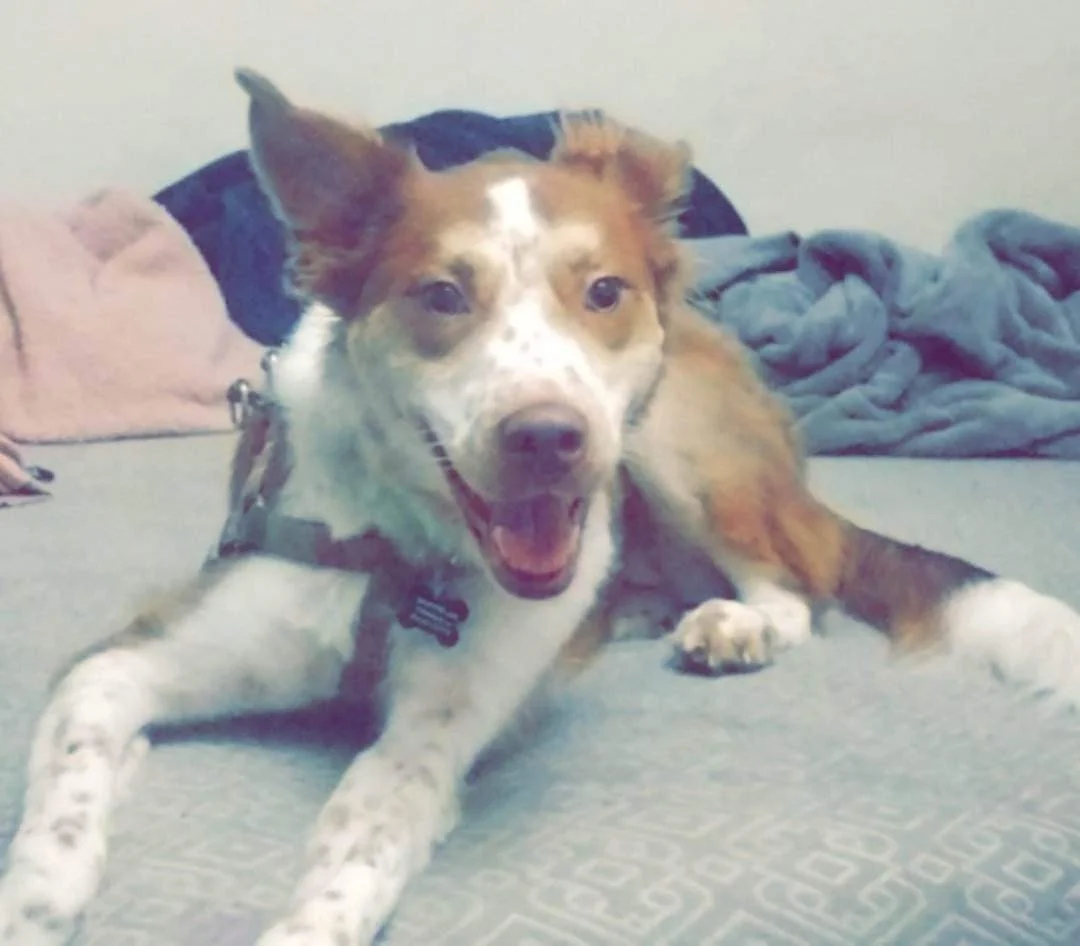 Thank you for saving our baby girl, Valkyrie.