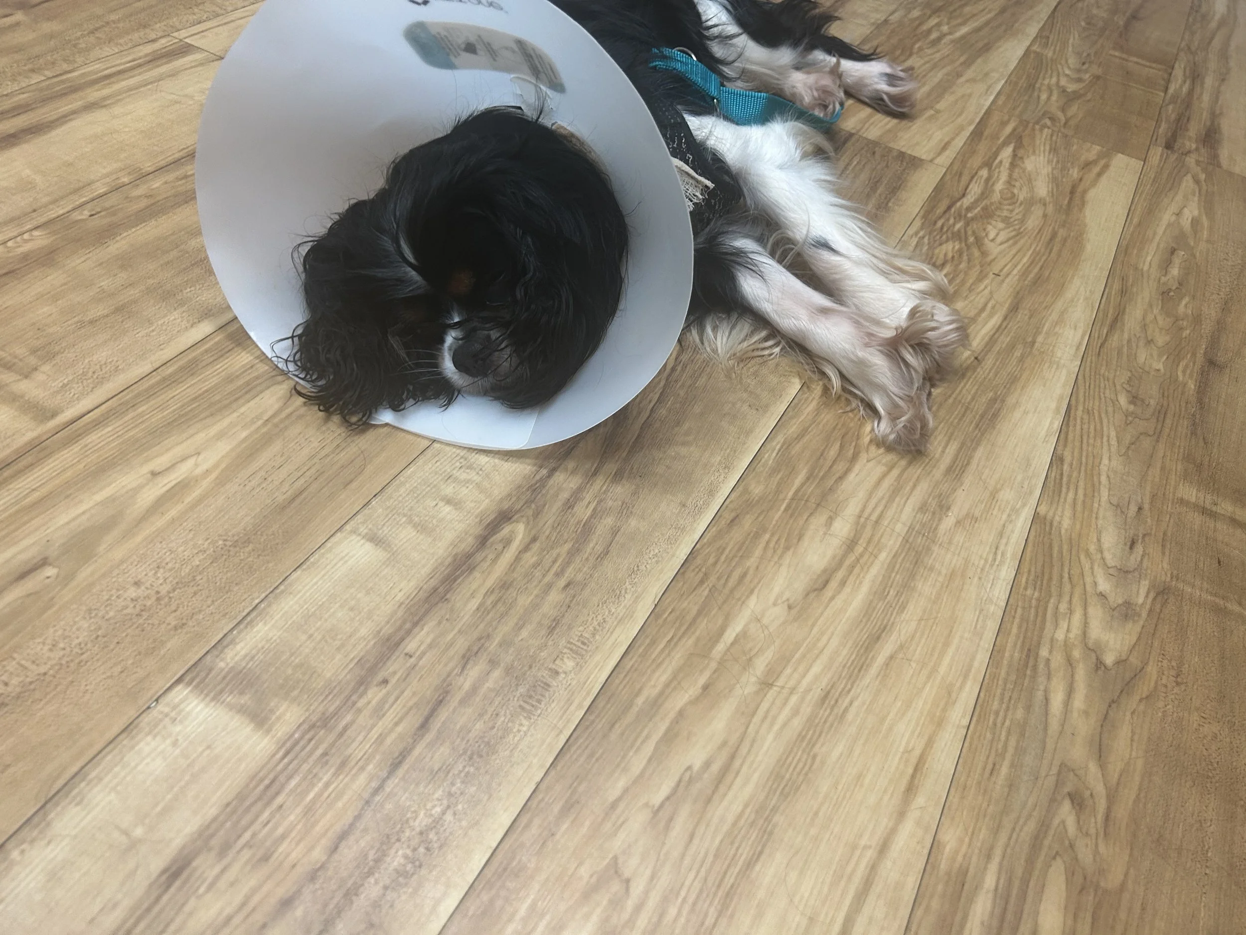 I am forever grateful for Sota's approval. You have allowed him to go on with his life.