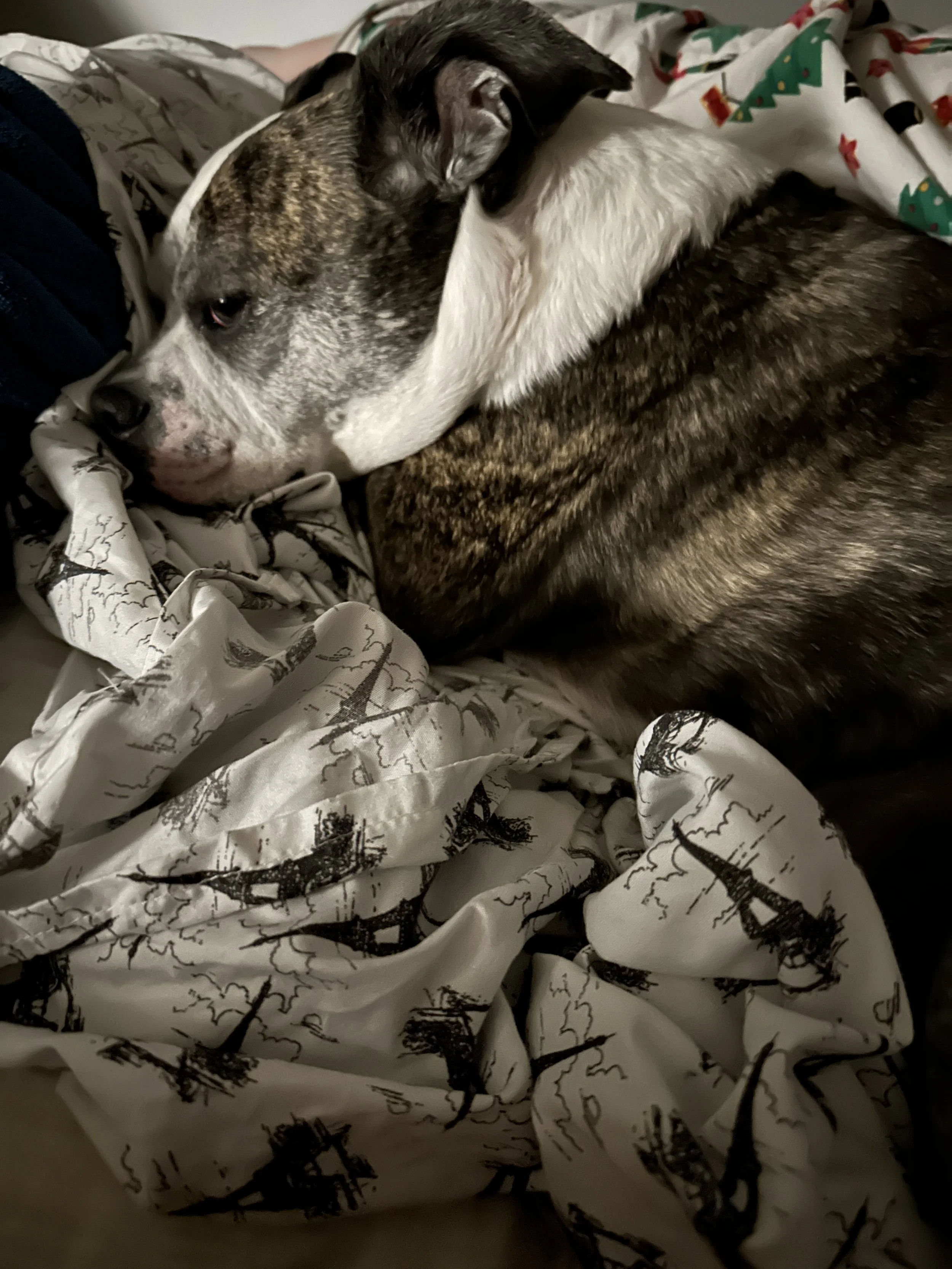 I thank you not just for Rocco but I thank you for helping every other animal.