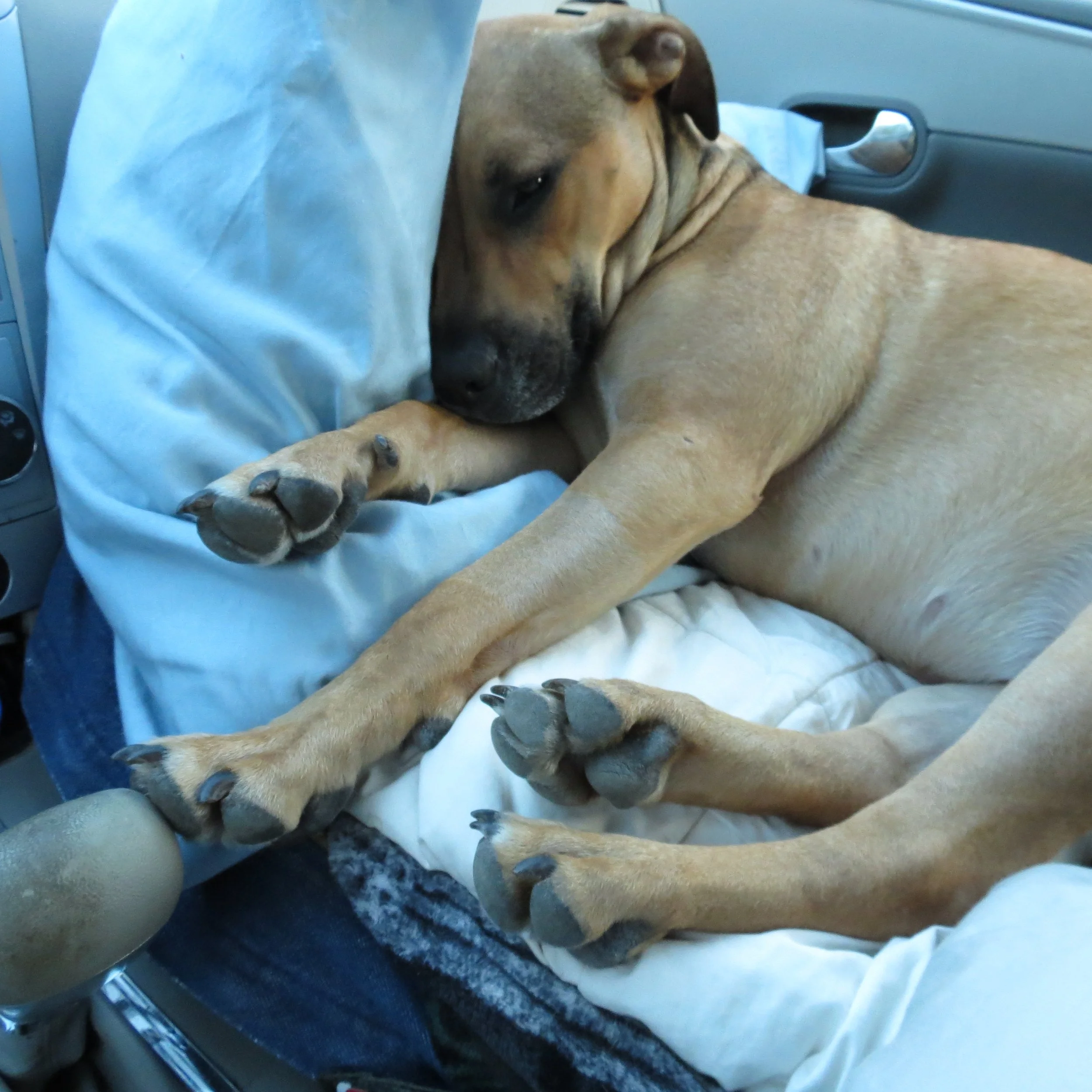 I cannot begin to tell you how much Frankie’s Friends helped Lola.