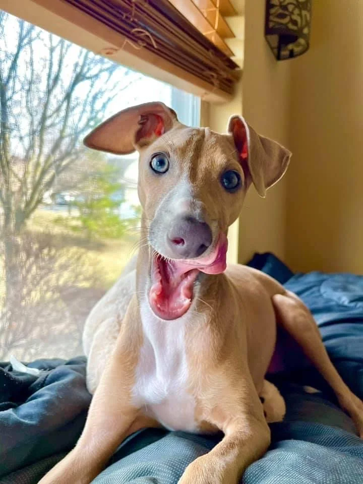 Louis would like to say thank you for helping him get back on his feet!