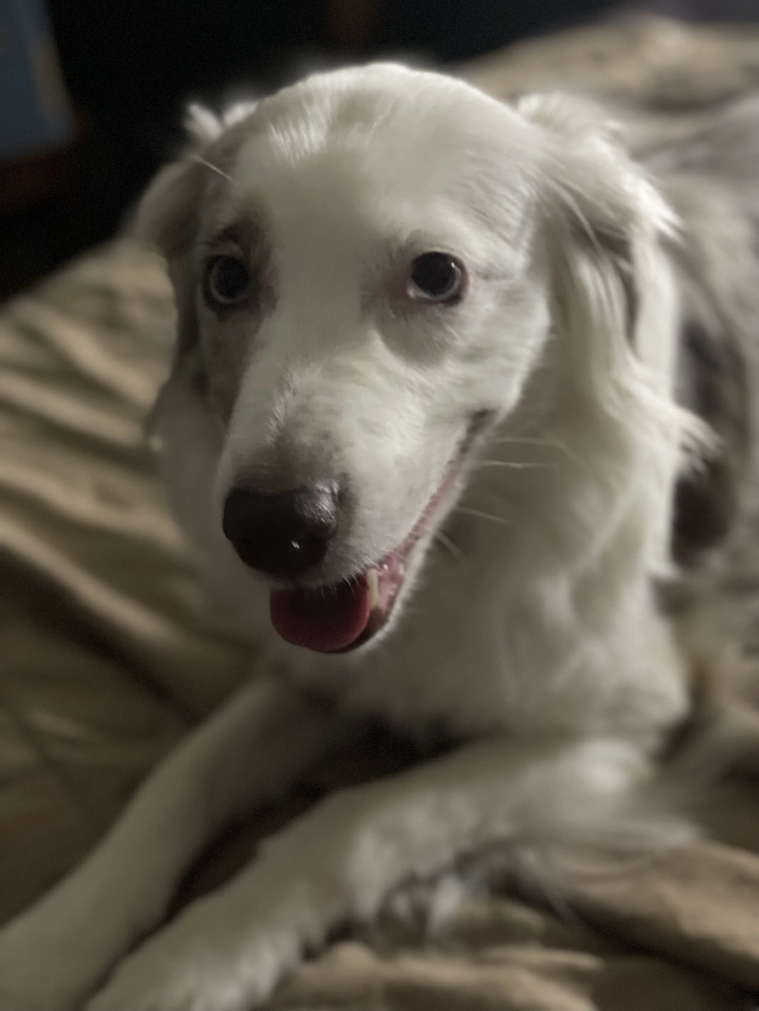 Words cannot express how grateful I am. Thank you for helping Piper.