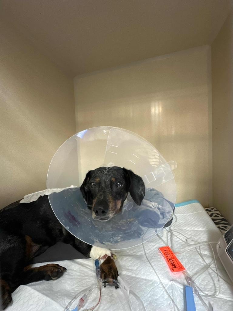 Thank you all from the bottom of our hearts for helping Rhyder.