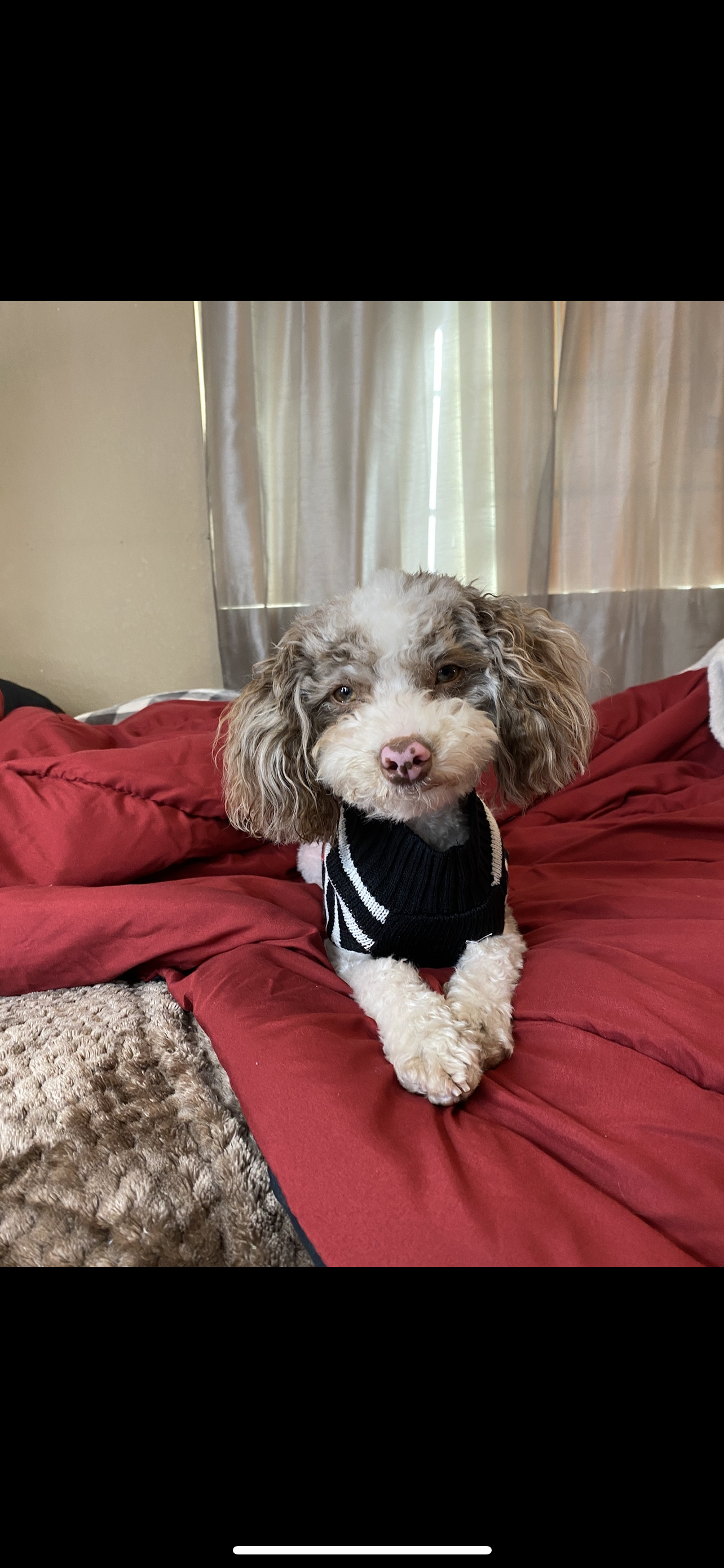 Thank you so much to Frankie’s Friends National Fund for helping out my fur baby Milo.