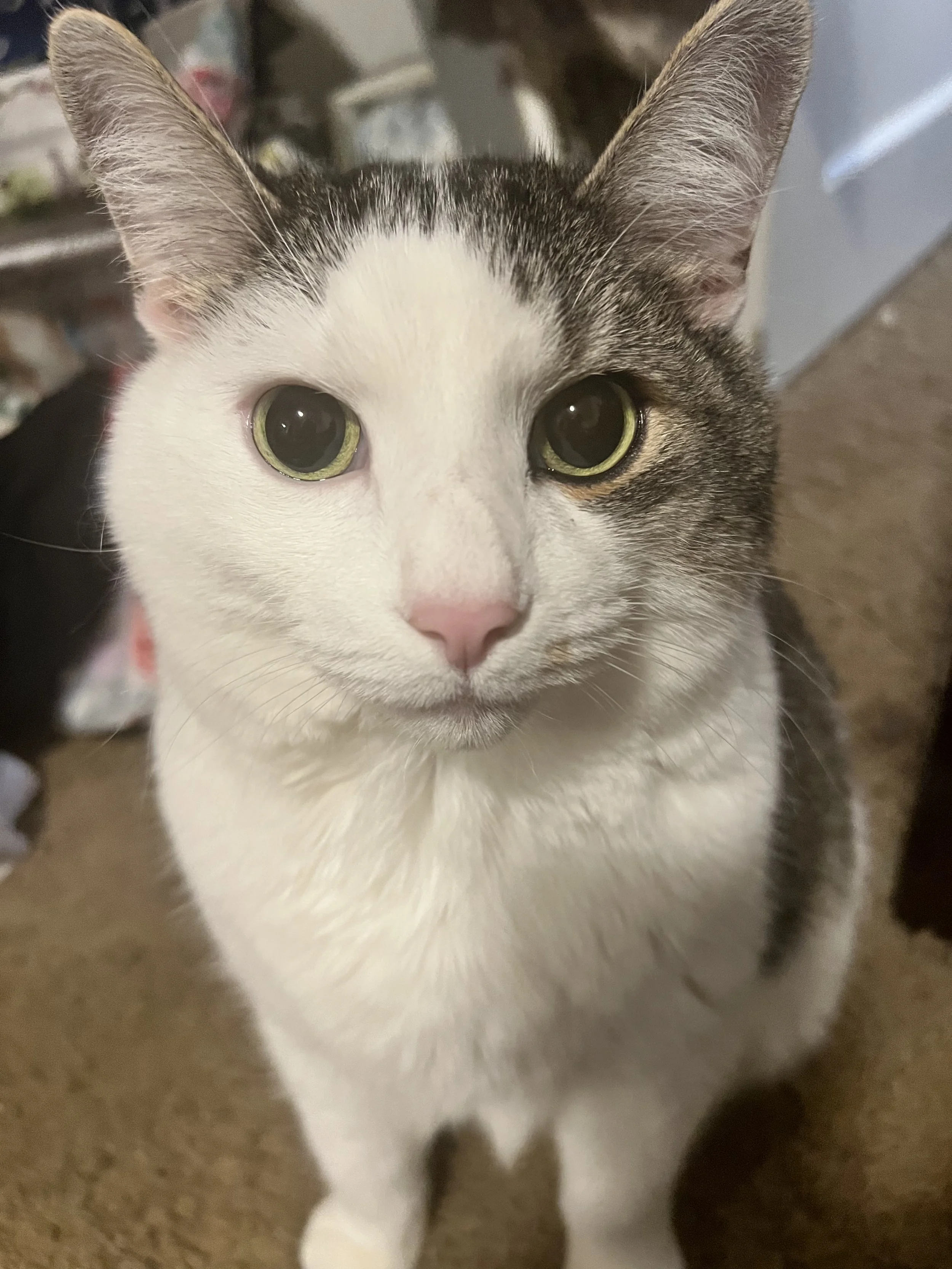 Henry is a very sweet and affectionate cat even through his sickness he has stuck by my side.