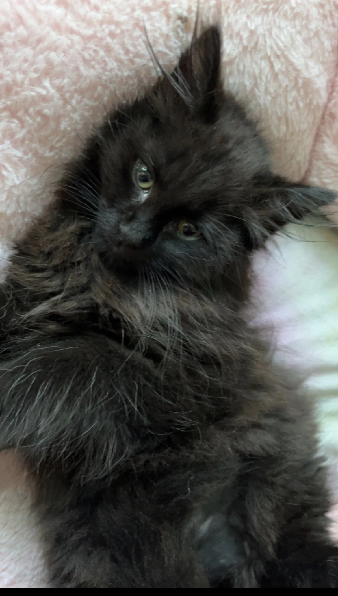 Stevie hasn’t been part of our little family for long but she came to us when we needed her the most, as we are building our life back up from scratch.