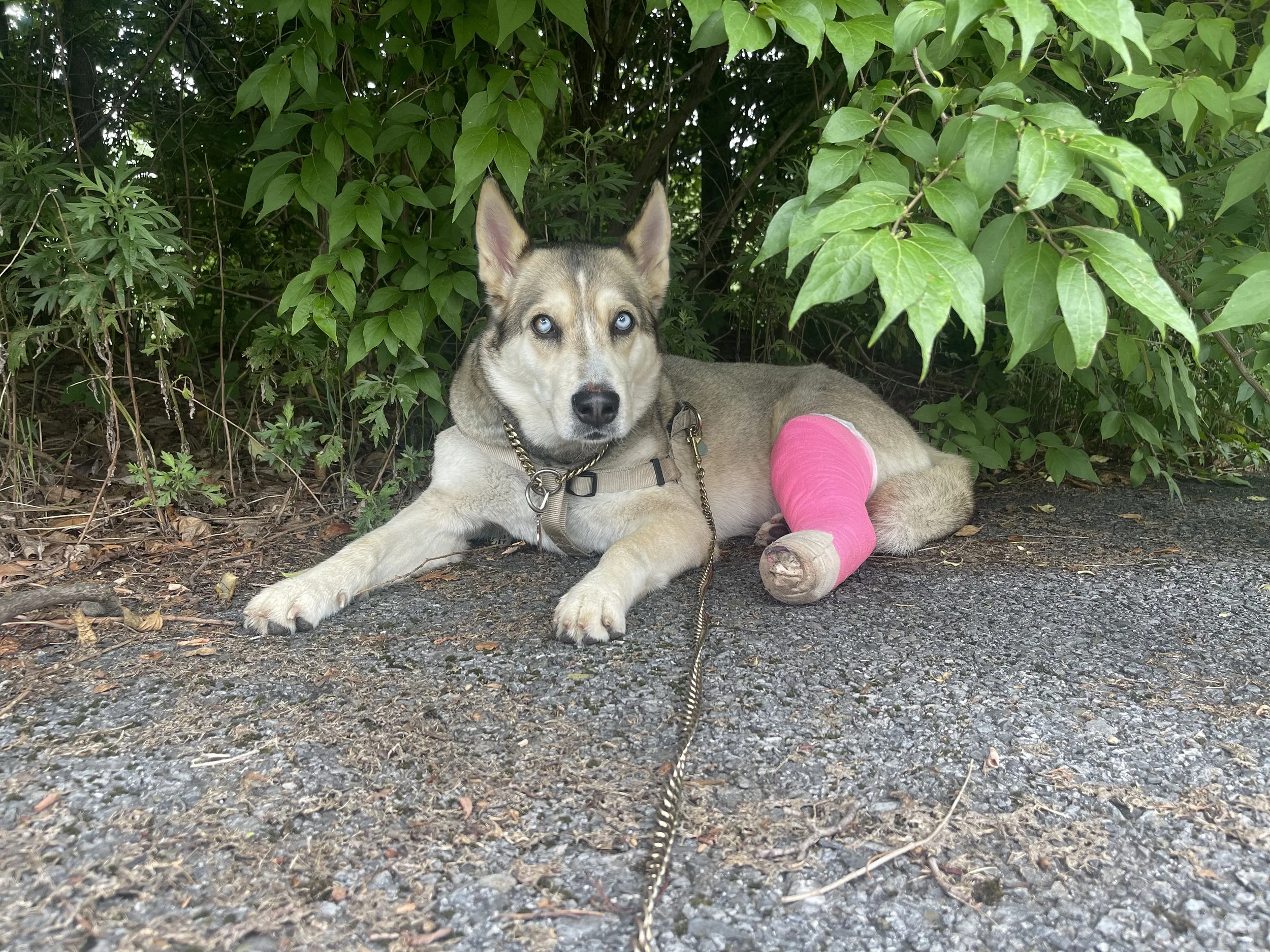 Thanks to your support, Anita Luna will be able to receive the necessary medical treatment and will be on the road to recovery.