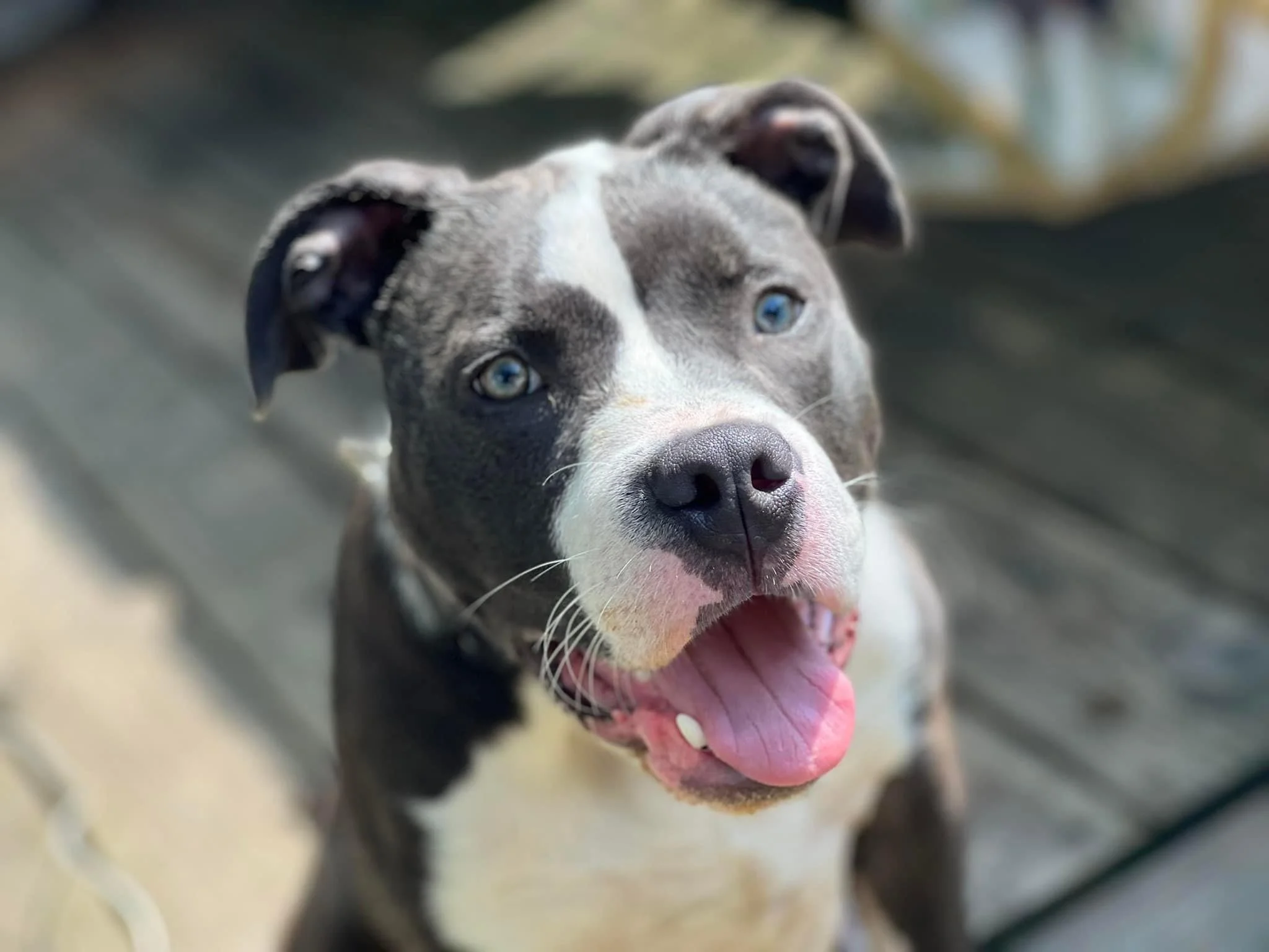 Thank you from the bottom of my heart for helping me get my Hades boy feeling better.