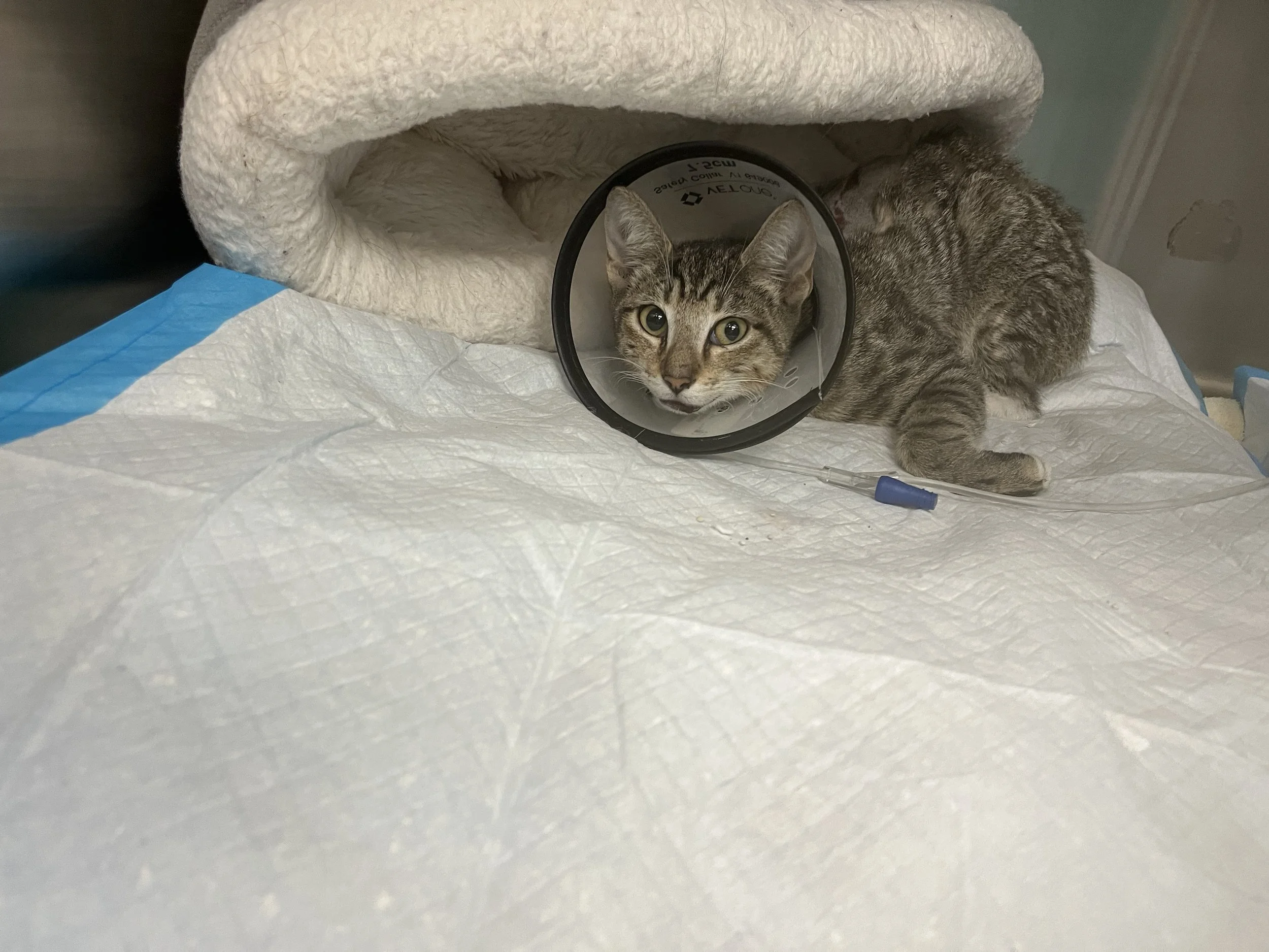 Torque was found in a good Samaritan’s engine with severe injuries, more than likely from being caught up in the motor.
