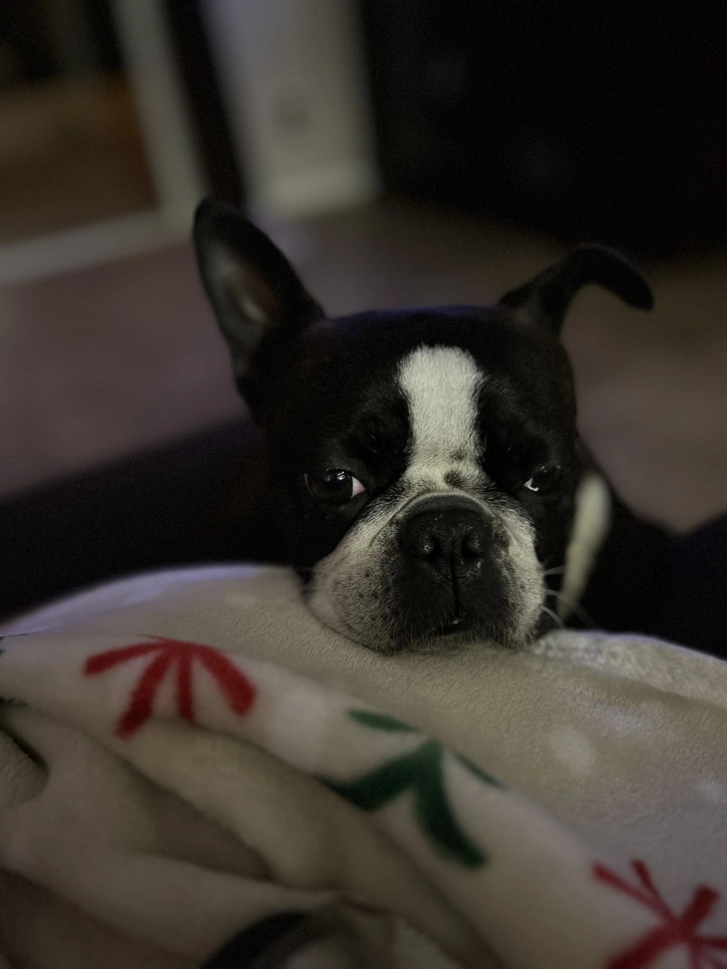 Bella has been a part of our lives for over 6 years. She is such a sweet girl.
