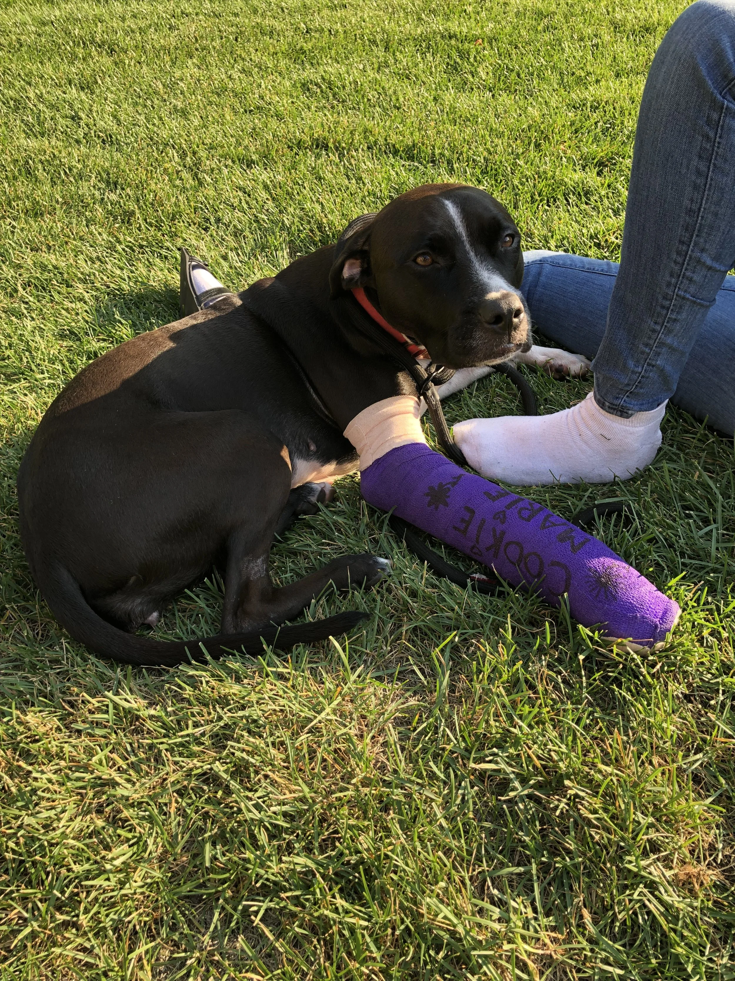 Cookie and I are forever grateful for your donation/financial assistance to help my dog receive the proper care for her injury.