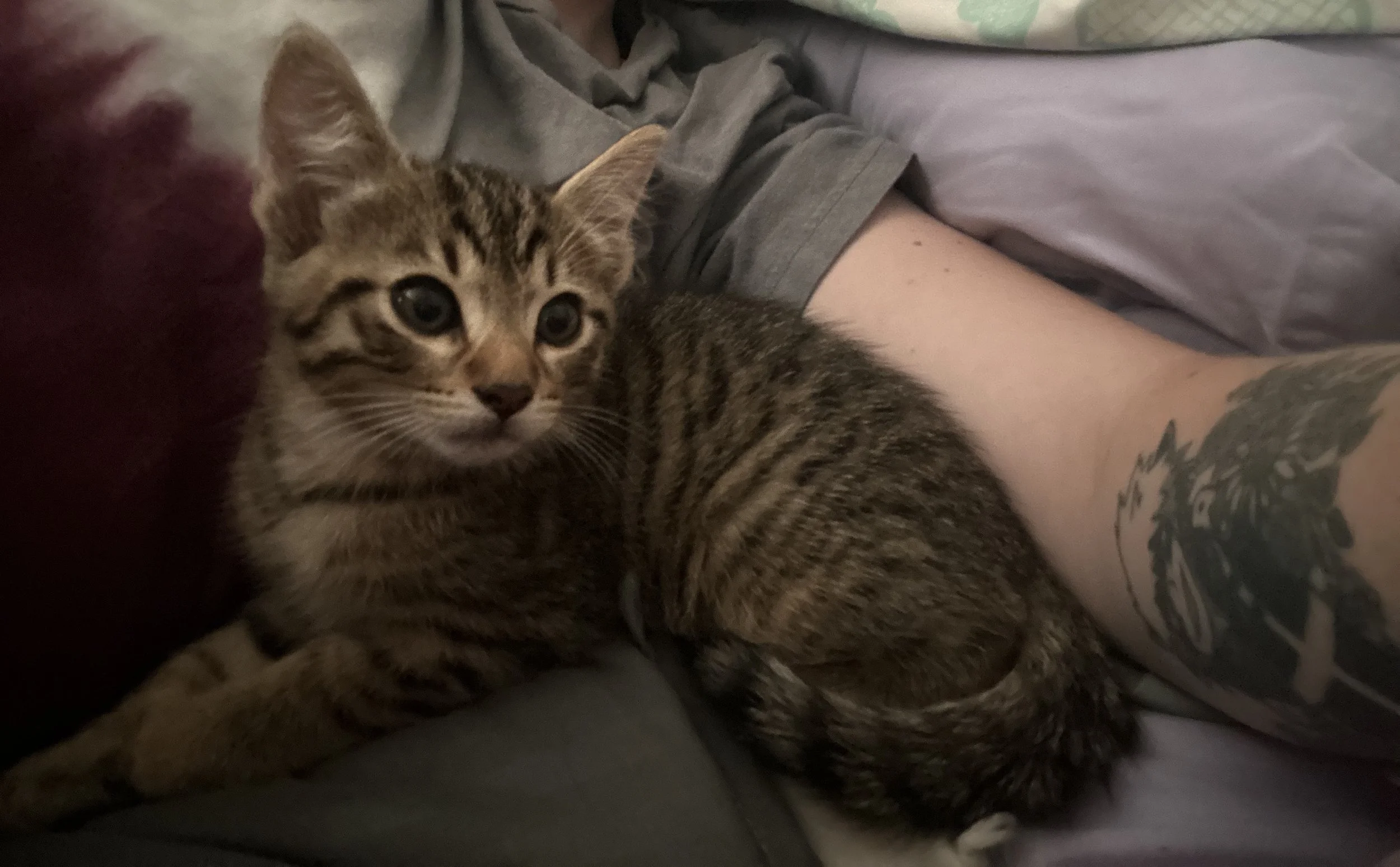 Thank you for considering to help our kitty Momo.
