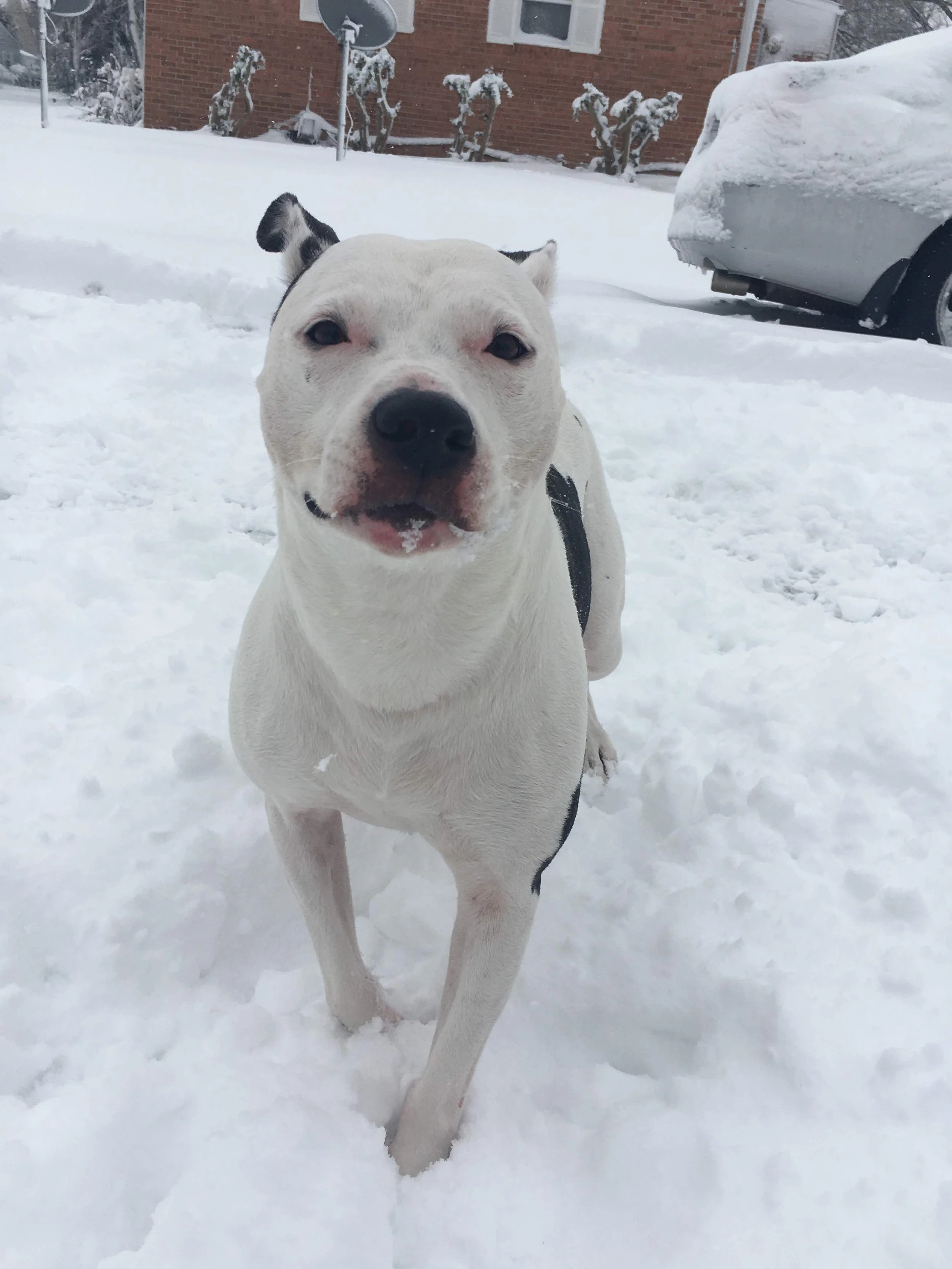 I am so deeply grateful for your help in giving Idgie this gift.