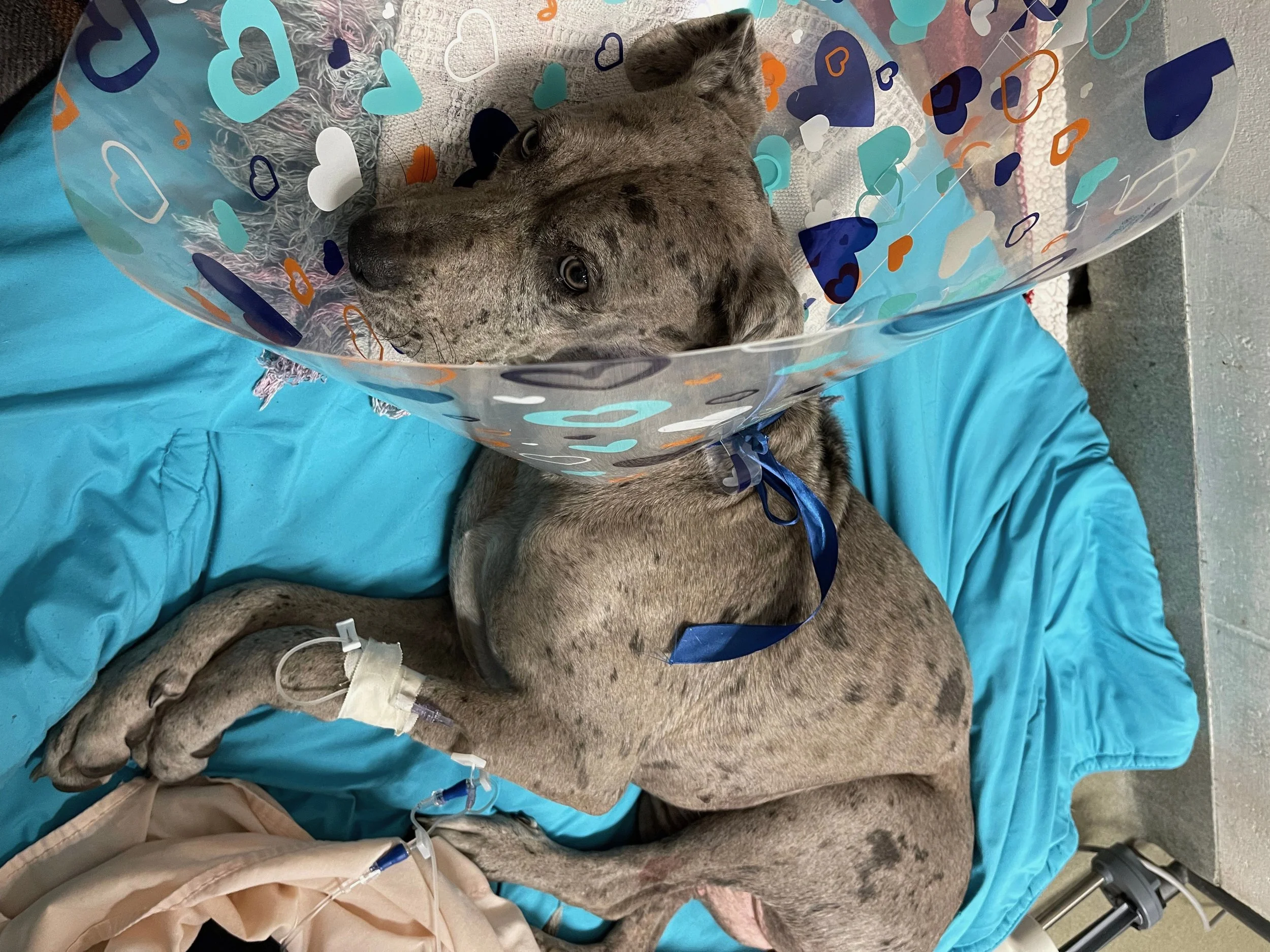 She has a great prognosis with surgery and continued care until healthy enough and recovered to find her very own forever home.