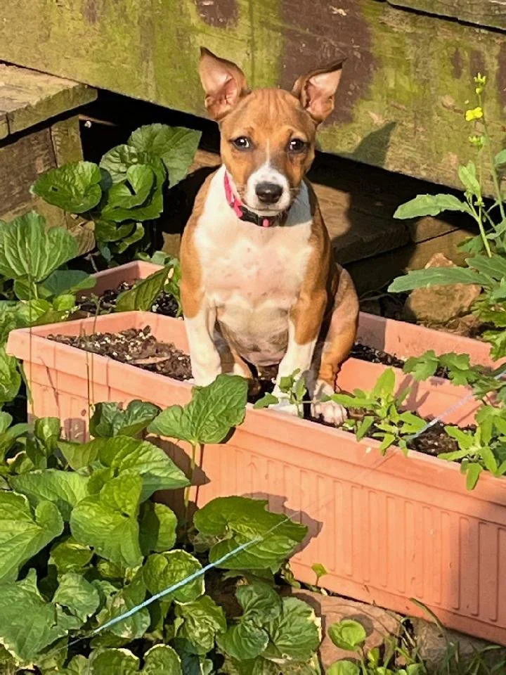 Josey is just six months old and will have a joyous life ahead of her thanks to you.