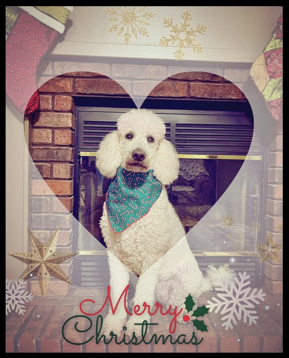 Thank you from the bottom of our hearts and paws for helping Lucy.