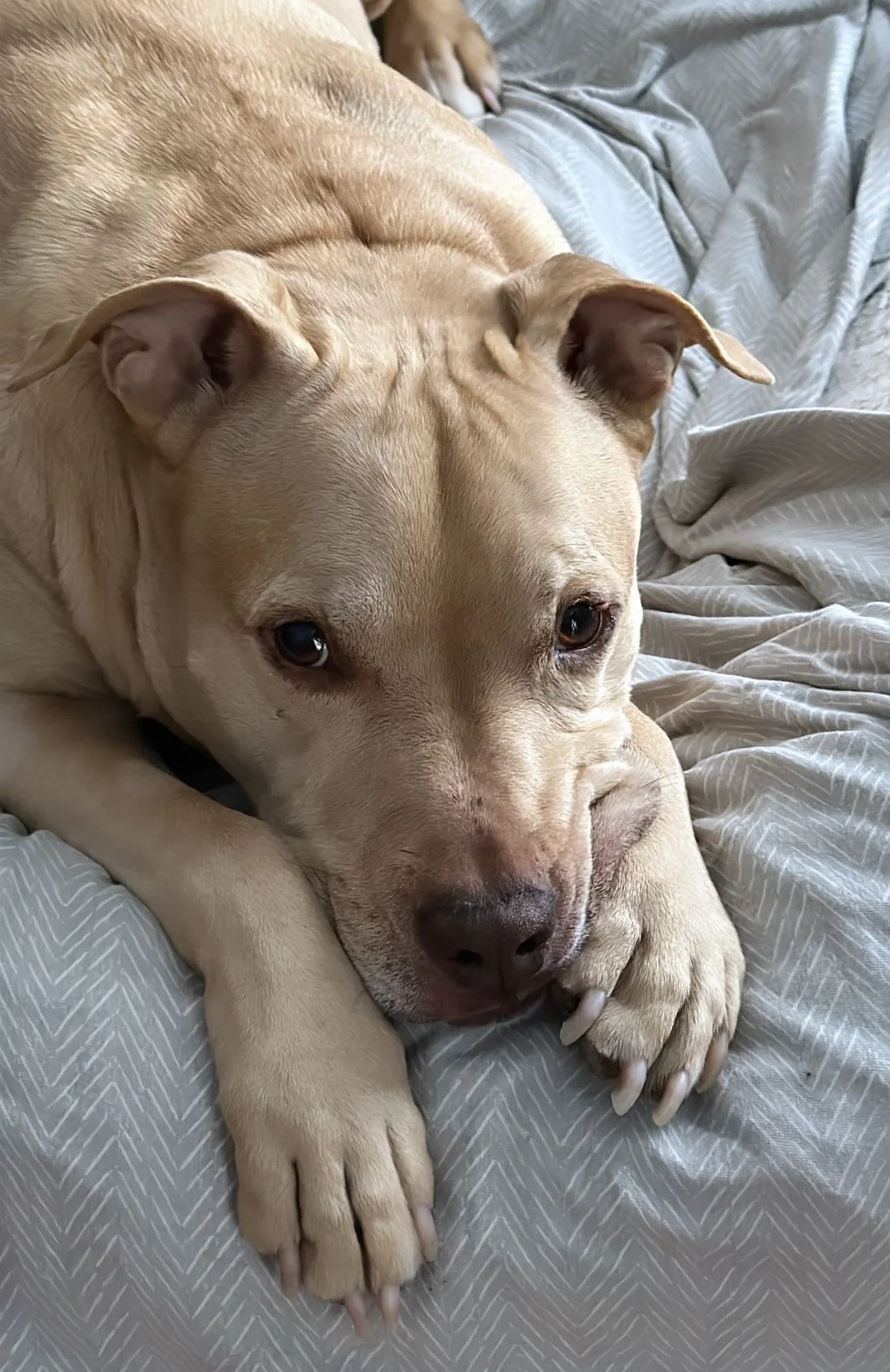 I can’t thank you enough for your generosity . My dog Rebel is my everything.