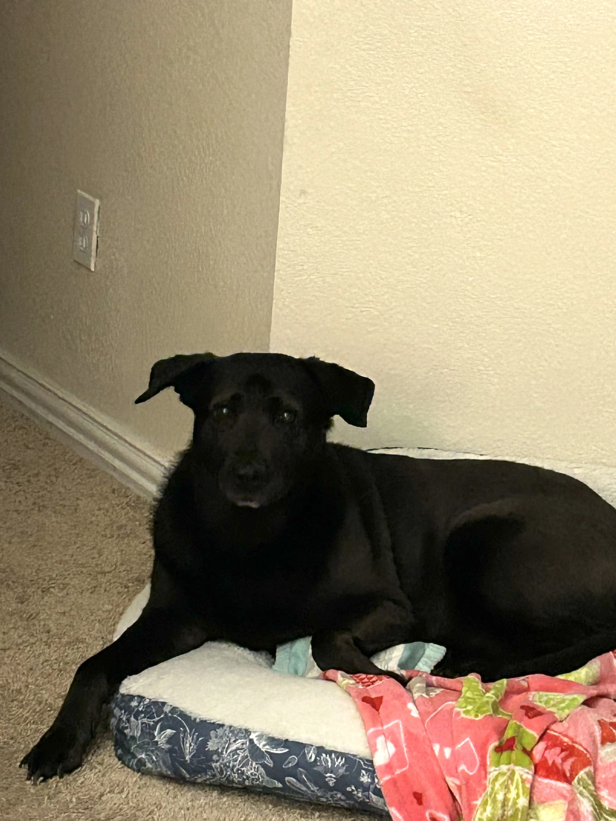 My beautiful black Diamond is my baby.