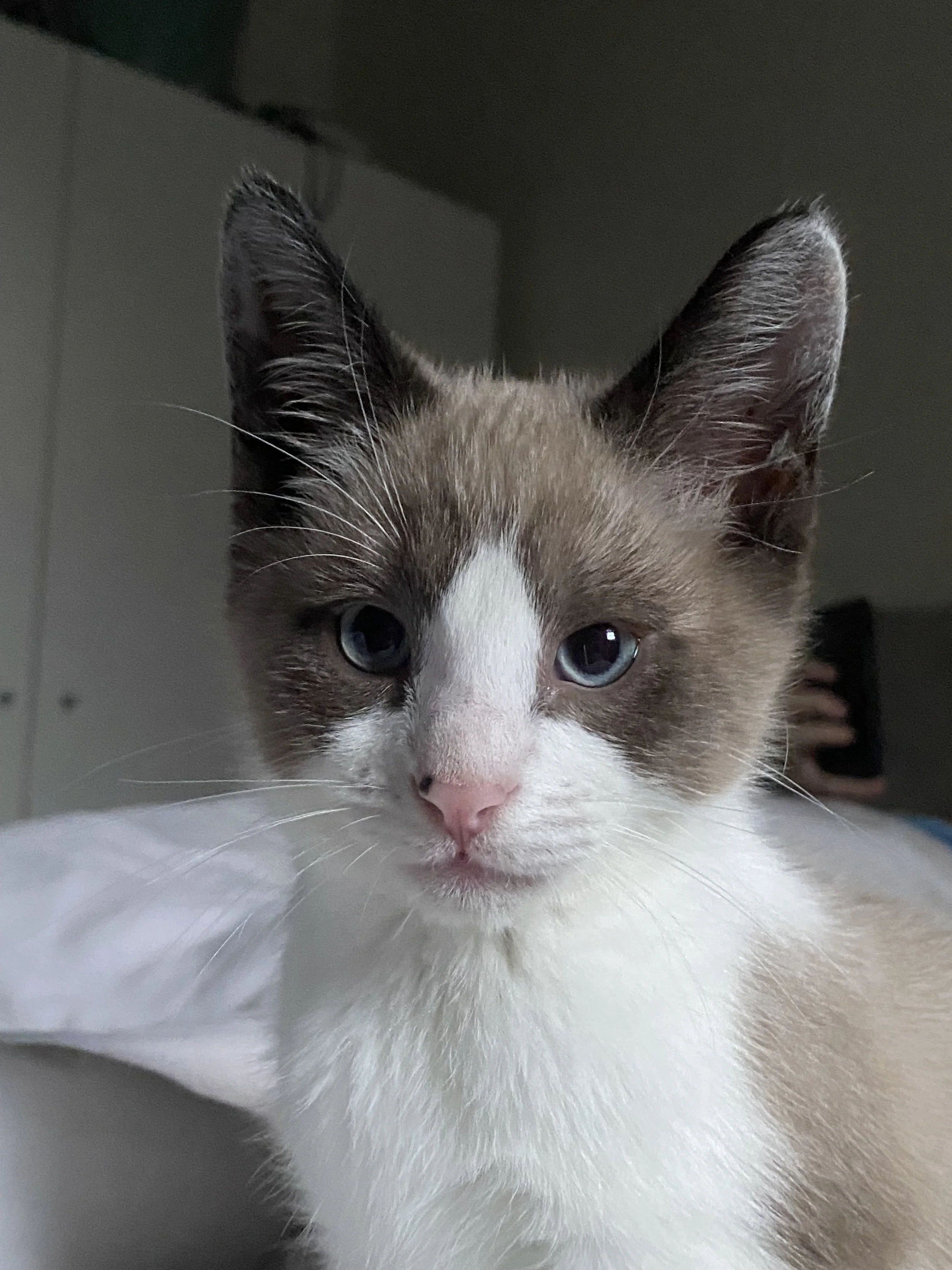 It means the world to me to be able to get Angel his surgery.