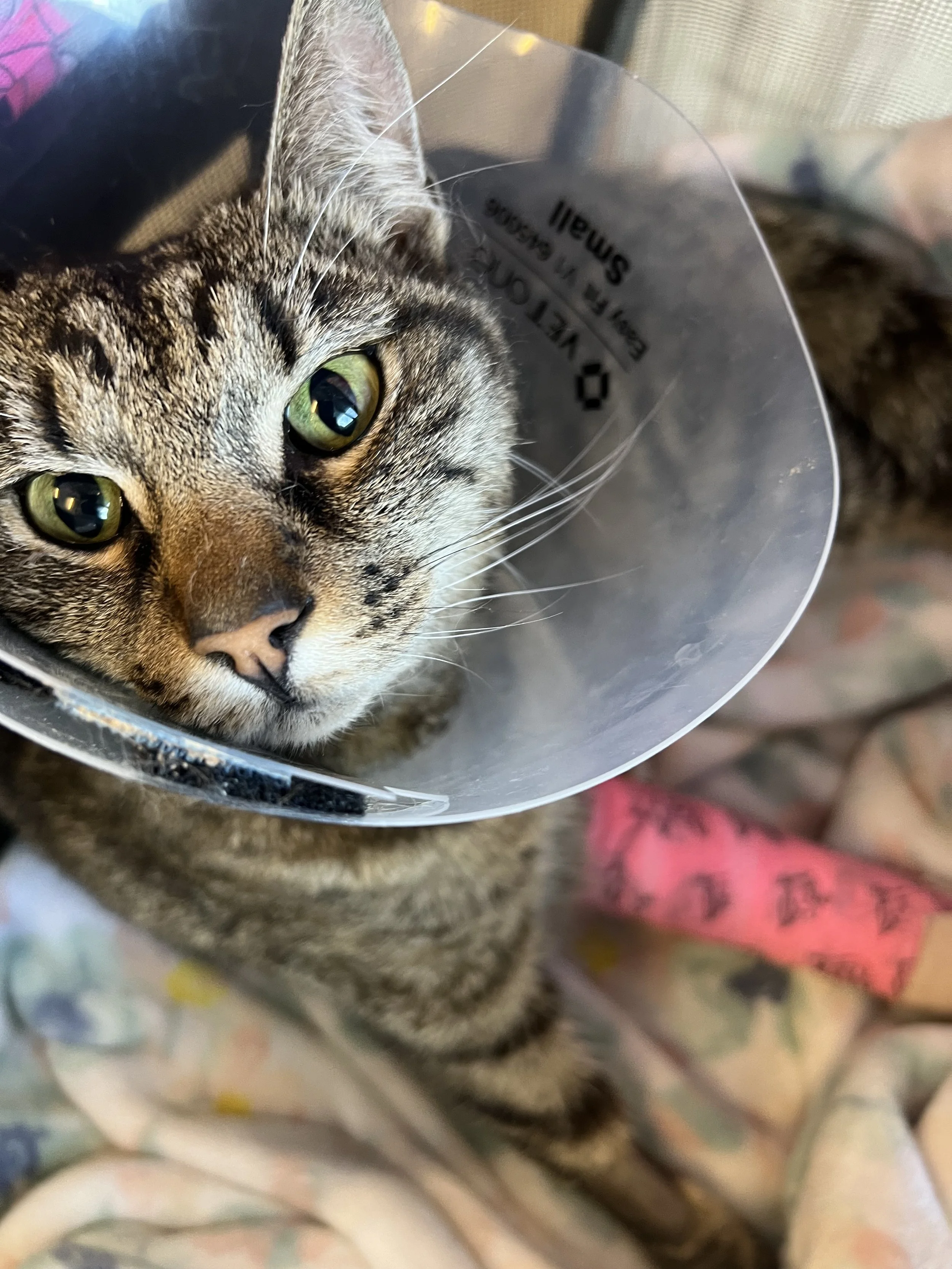 Thank you for helping Nova.