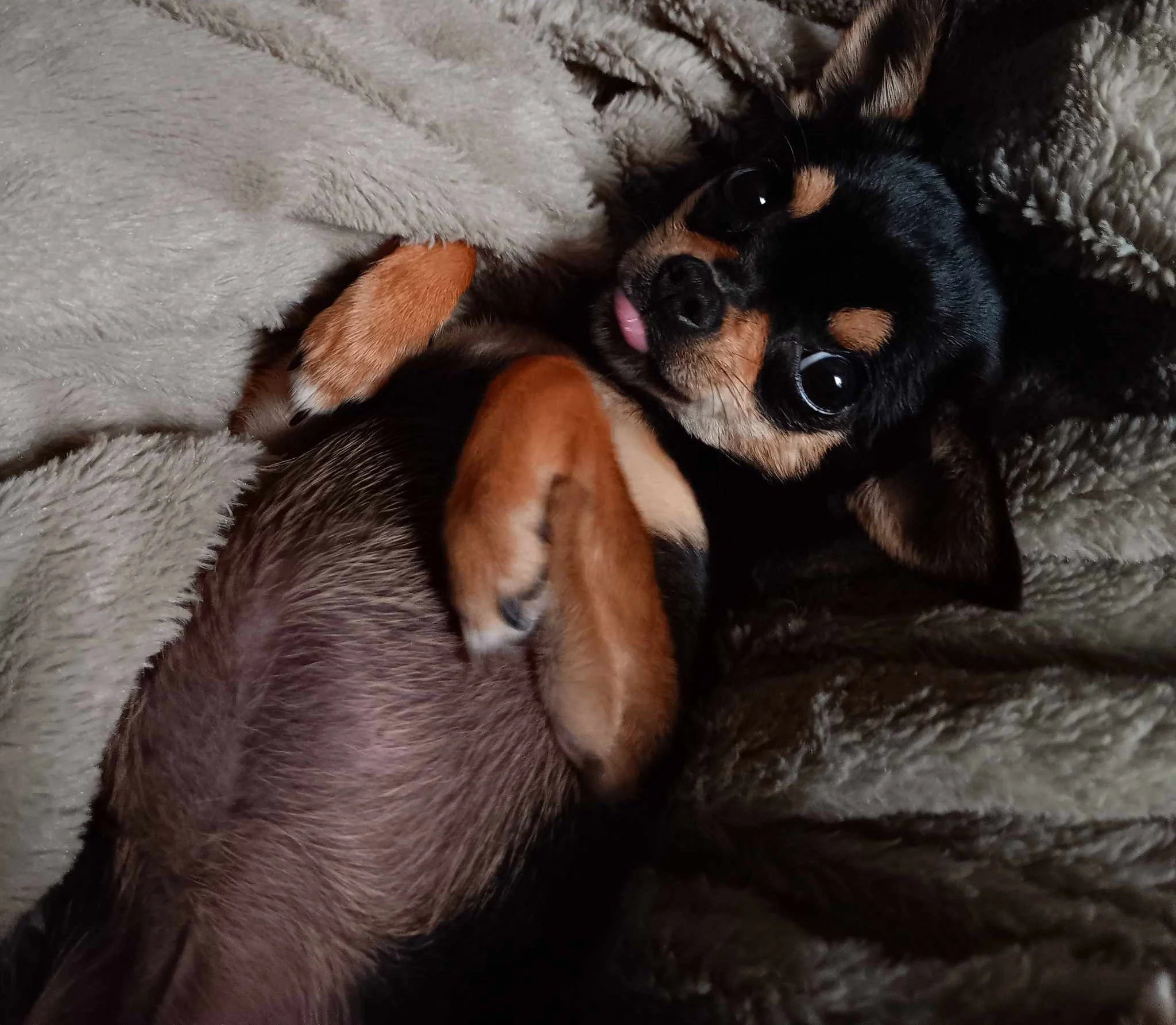 Receiving assistance with Daisy's surgery is an answer to my prayers.