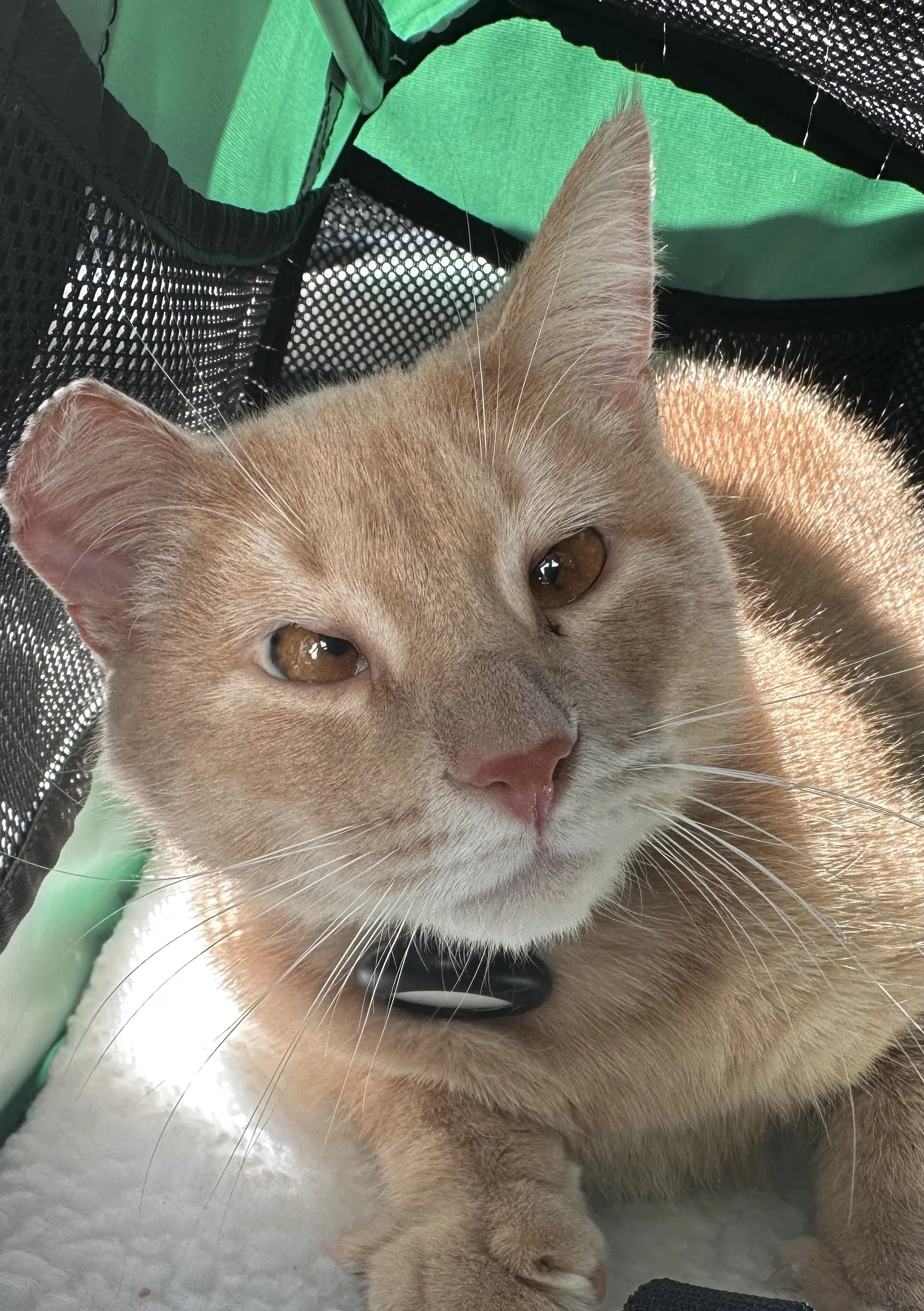 It took a while, but he learned to trust and Hunter is now so loved by me and his cat and dog siblings.