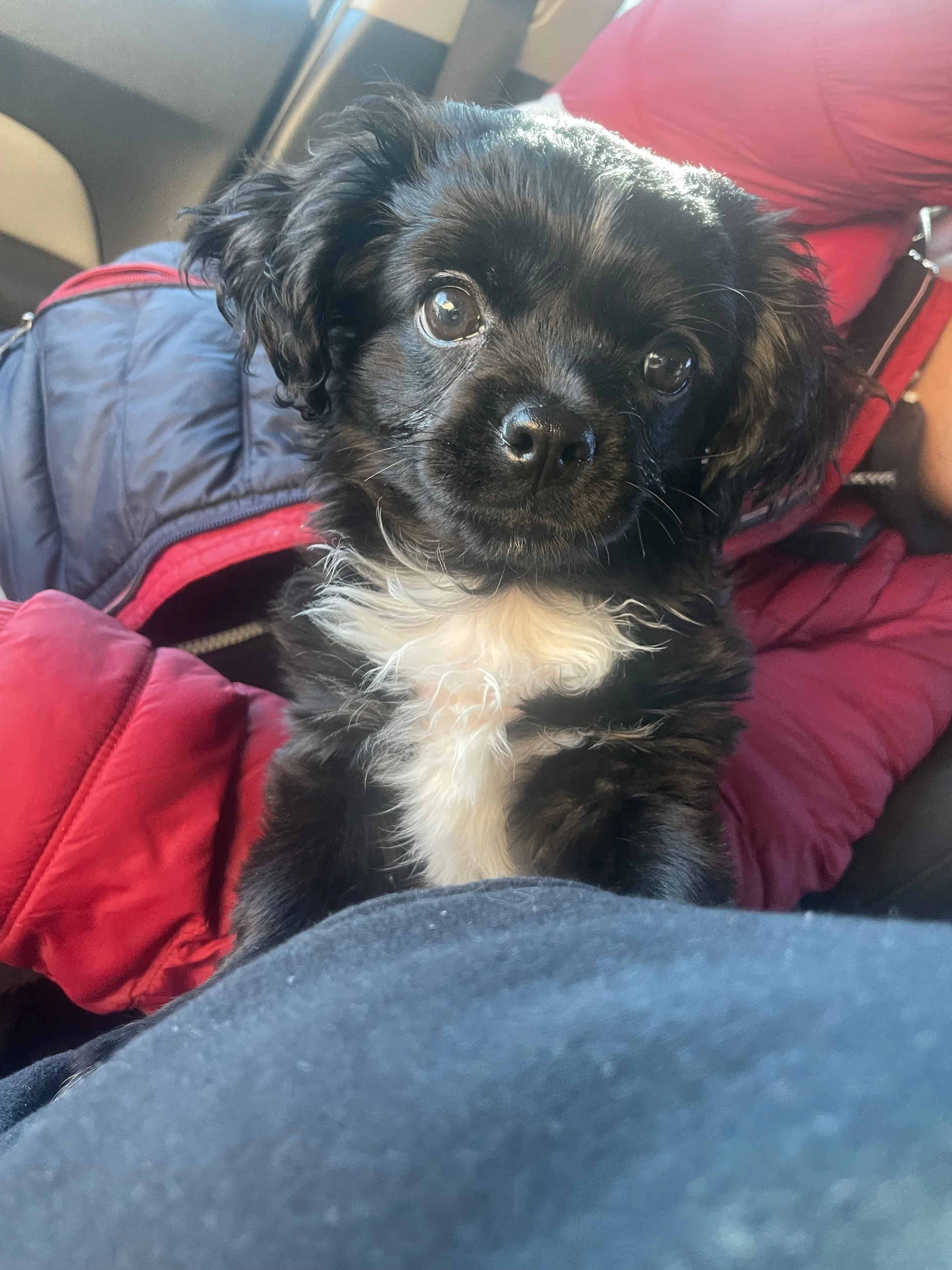 Thank you for helping Oreo.