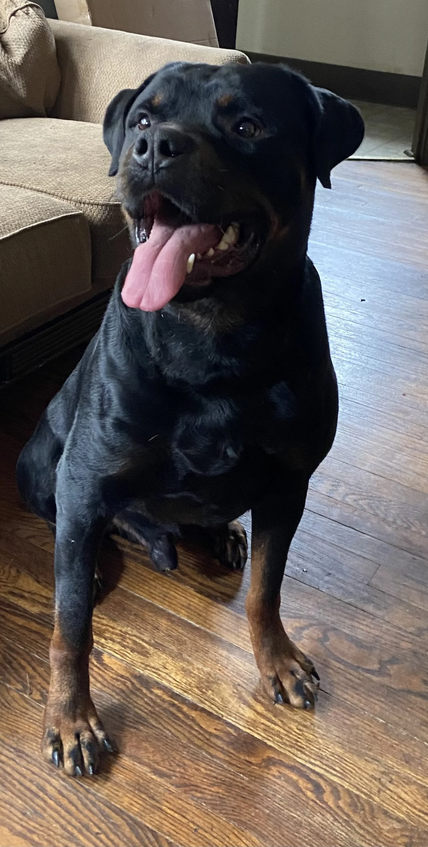 I am forever grateful to the Frankie’s Friends National Fund. Draco means the world to me and is really the best boy. 