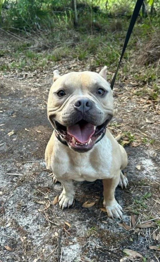 These grants are a lifeline for rescues like Gus