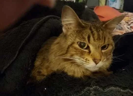  I want to say thank you to each and everyone of you who helped save our fur baby Rogue's life.