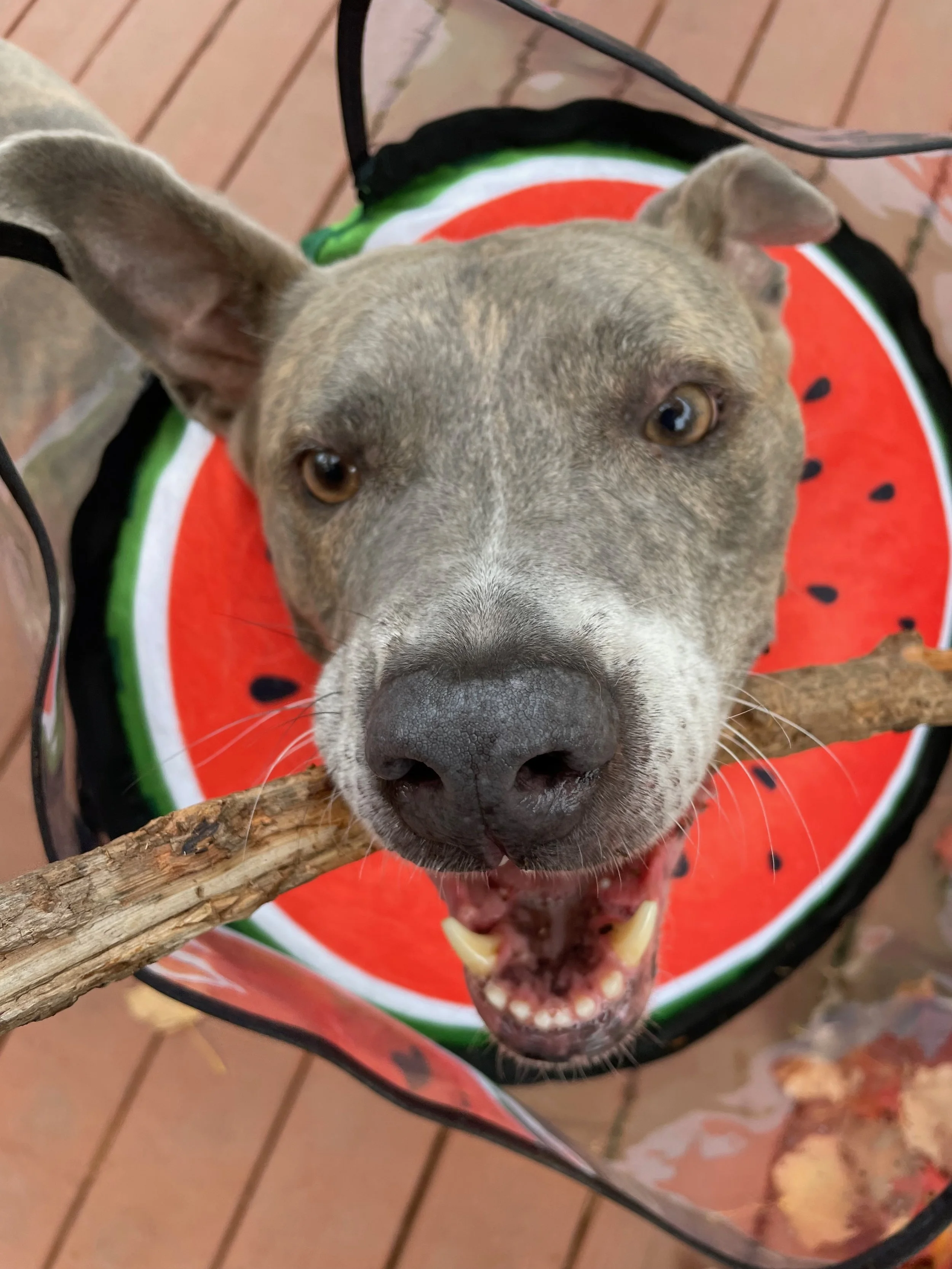 Thank you so much for your helping Akuma in his fight against cancer.