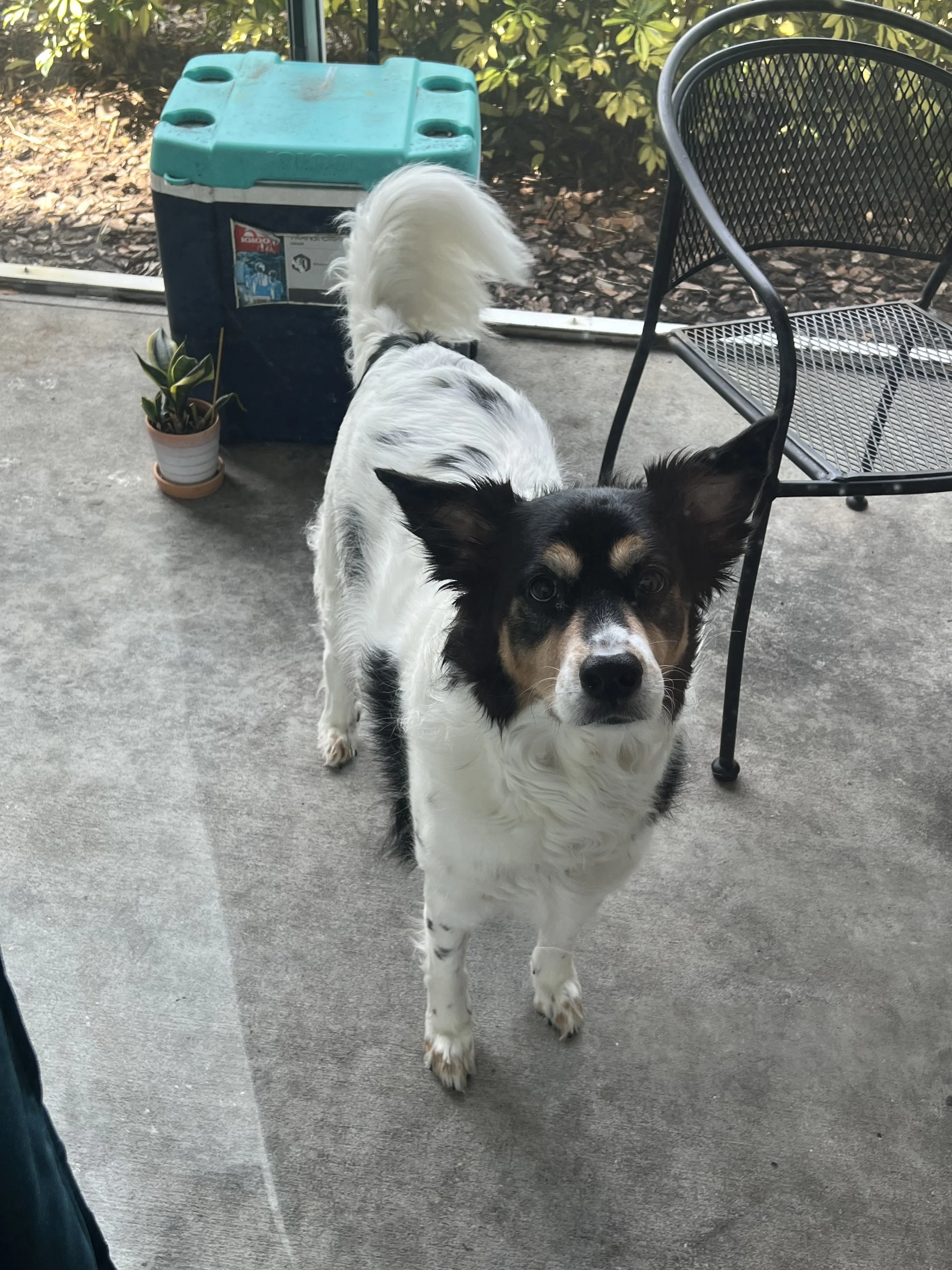 Bonnie and I wanted to take a moment to send you a heartfelt thank you for your incredible support of Frankie's Friends National Fund.