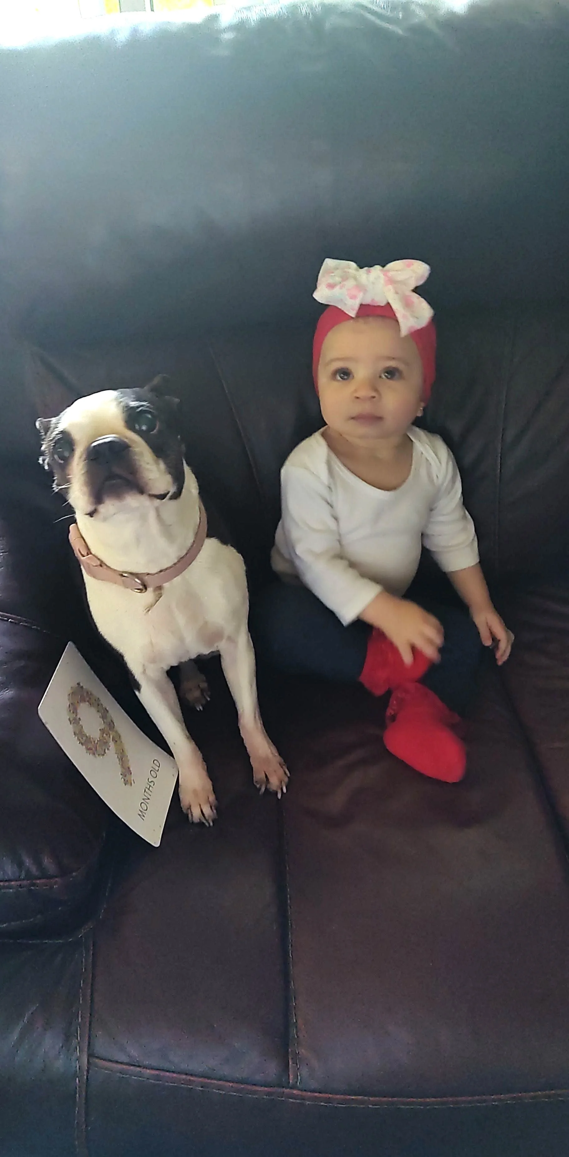 Dallas Marie is my emotional support animal and I love her so much.