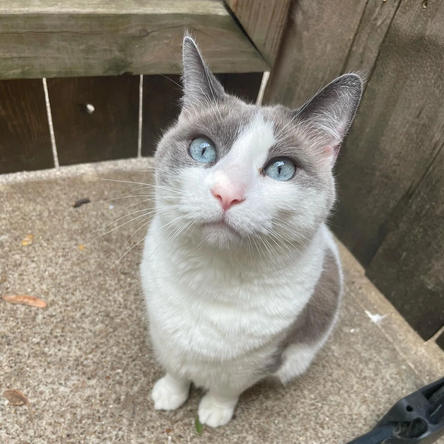 The assistance to pay for my kitty's surgery means the world to me and my daughter!