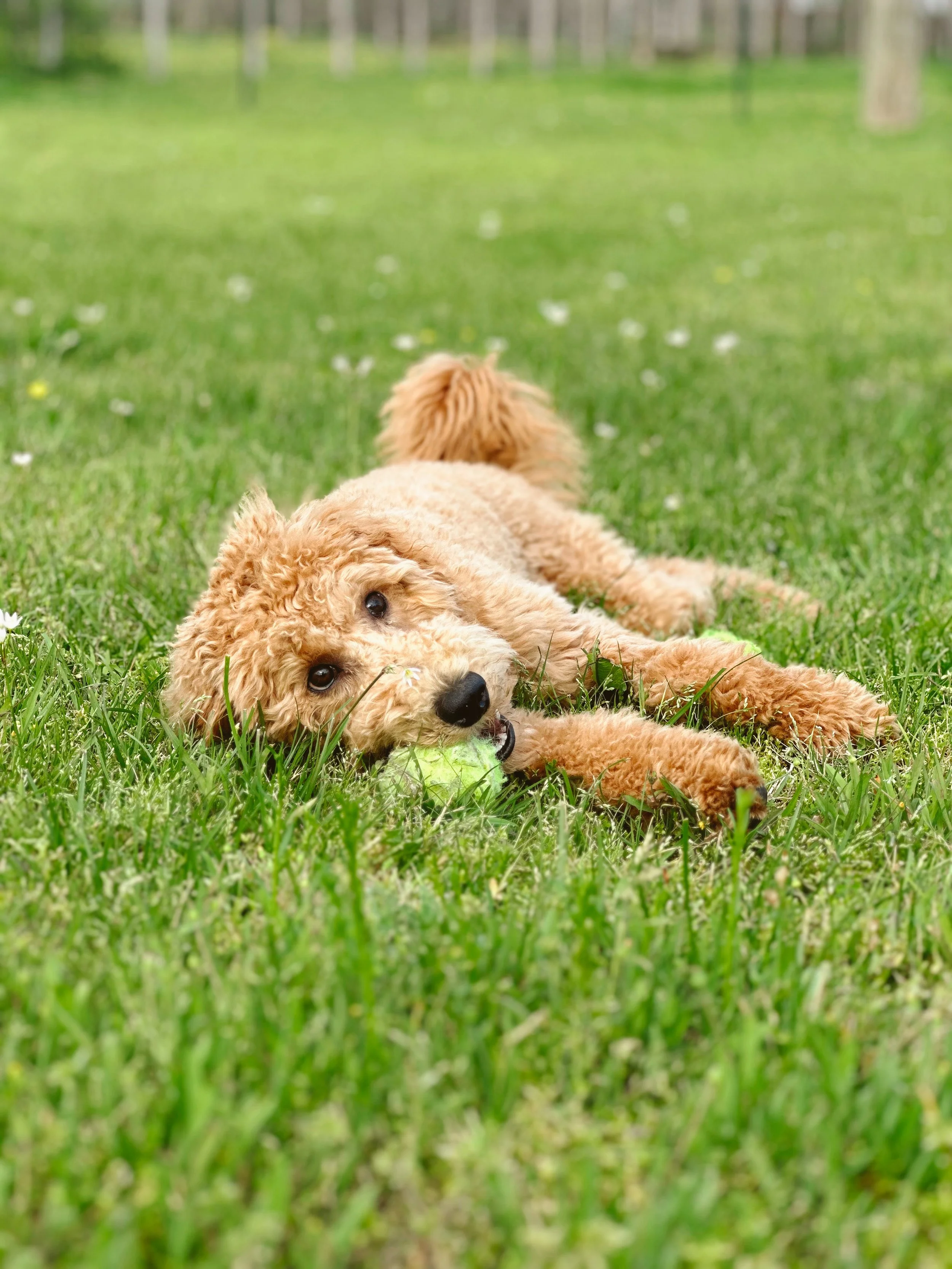 Your donation towards Rudders cancer treatment will change more lives than you know.