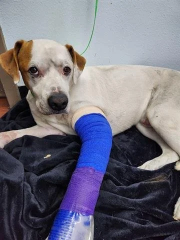 Thank you for helping Gus.