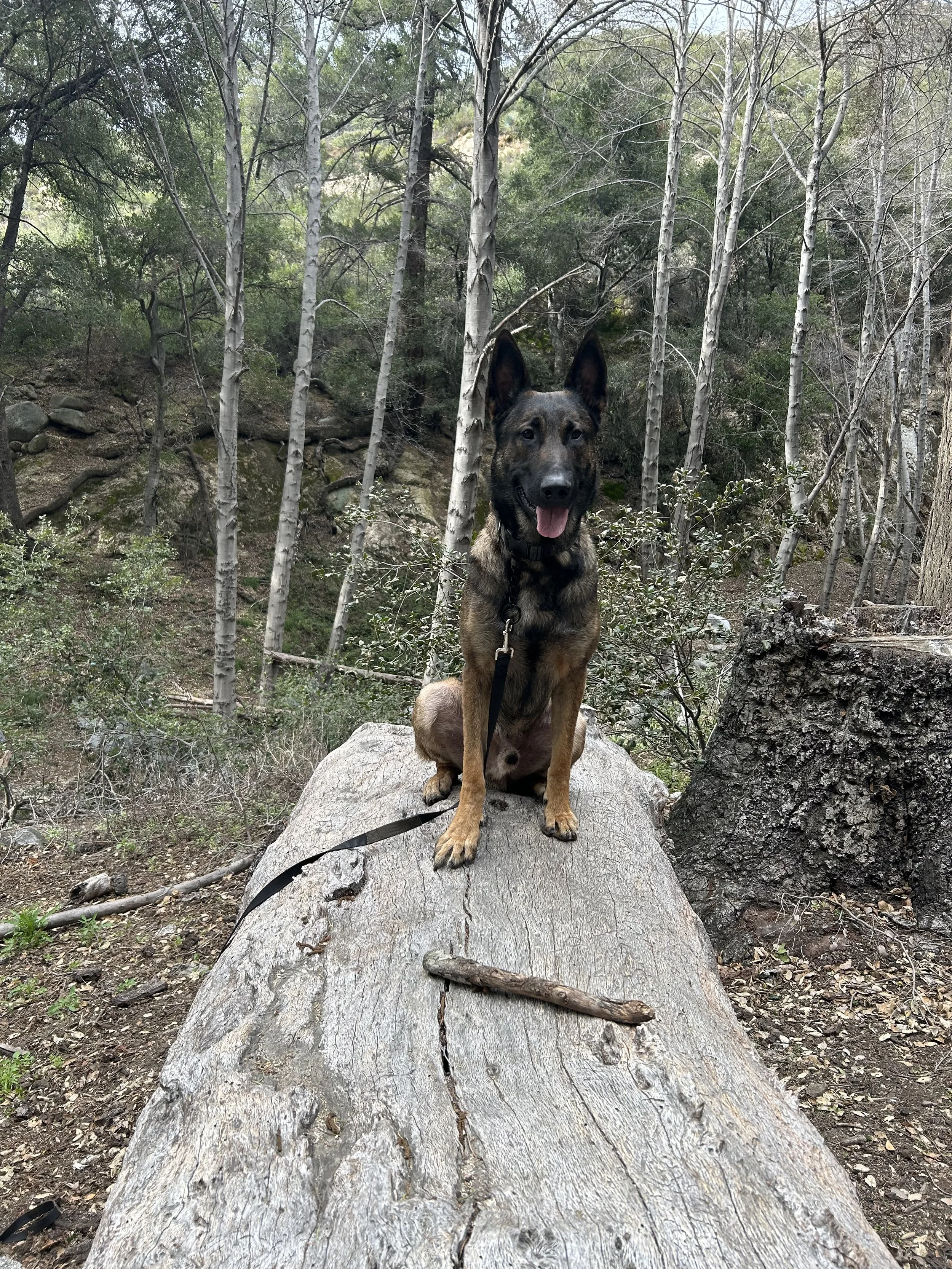 Renegade is an amazingly loving and gentle dog who’s had a rough start in life.