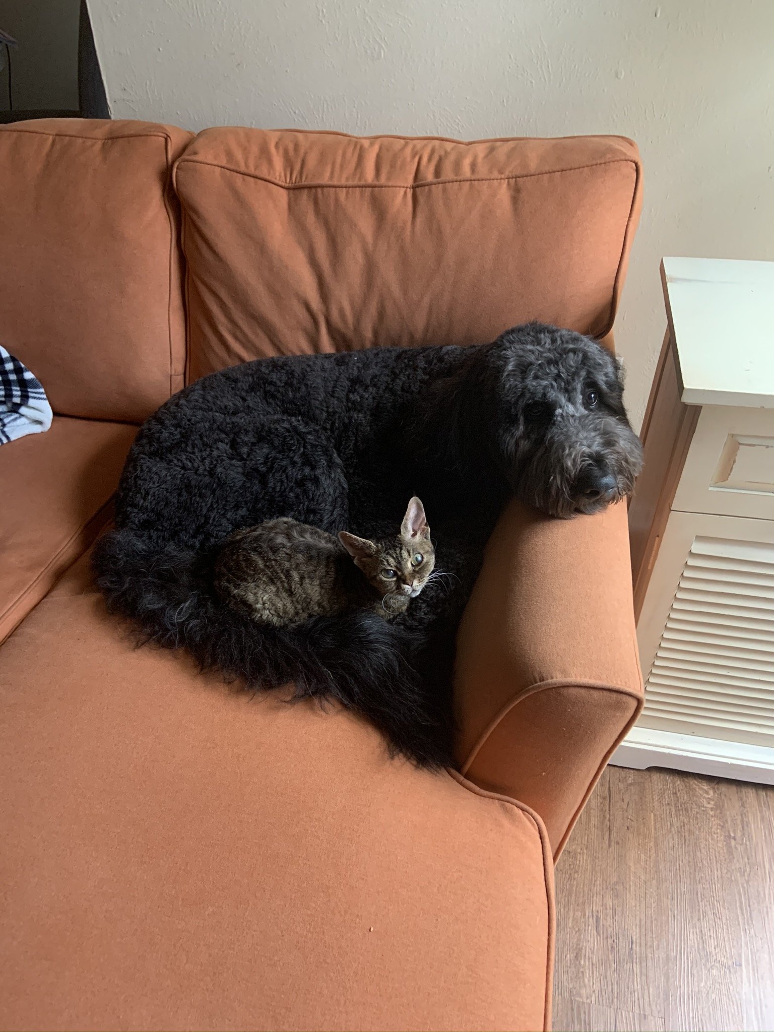 We are so grateful that organizations and donors like Frankie's Friends exist to help pets like Vultan and families like ours. Thank you!