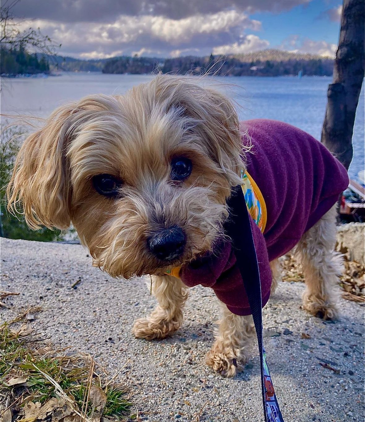 Thank you so much for helping Artoo!