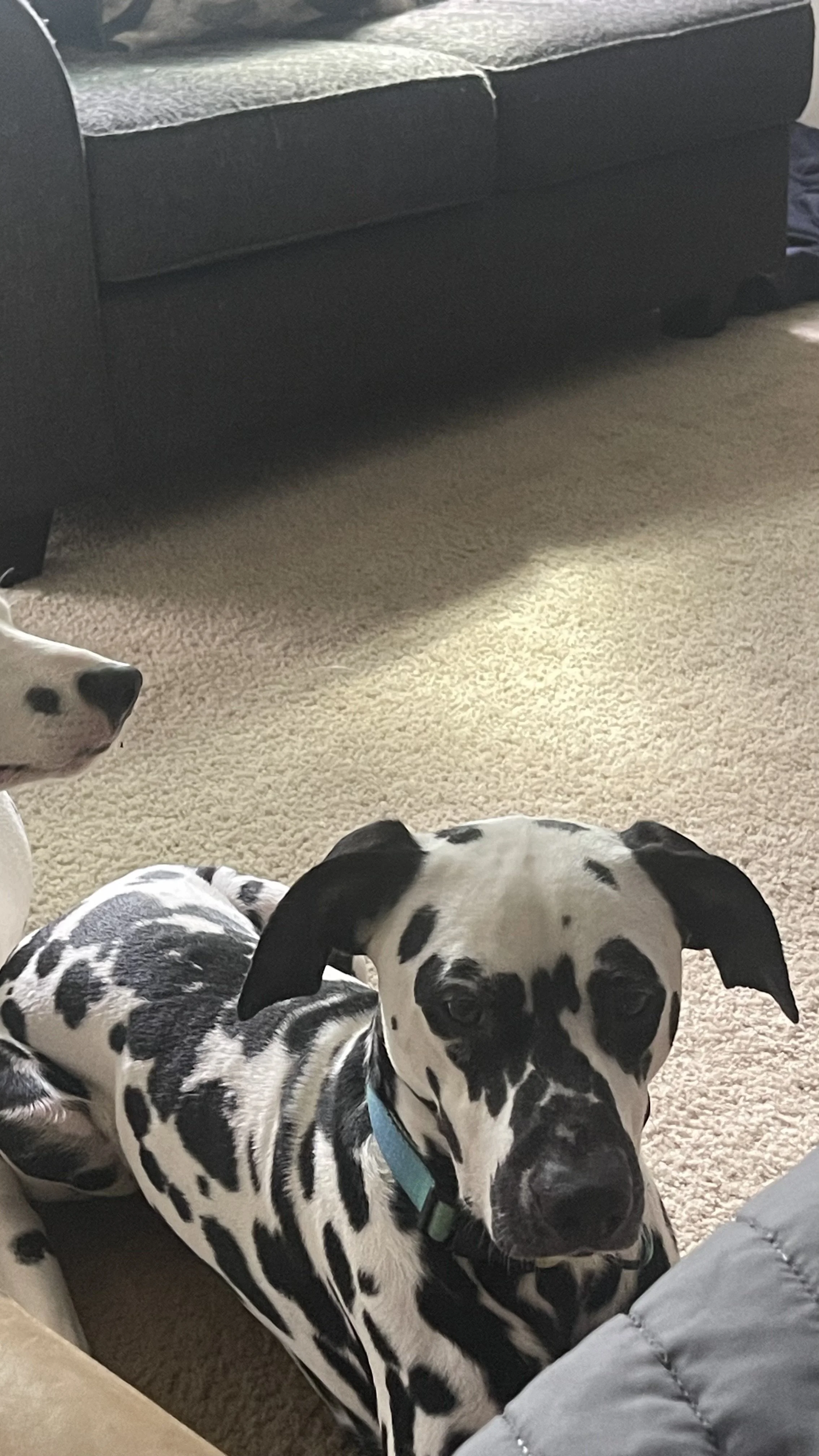 Nalo, my support animal, has been a constant source of comfort and strength, especially after the loss of my mother two years ago.