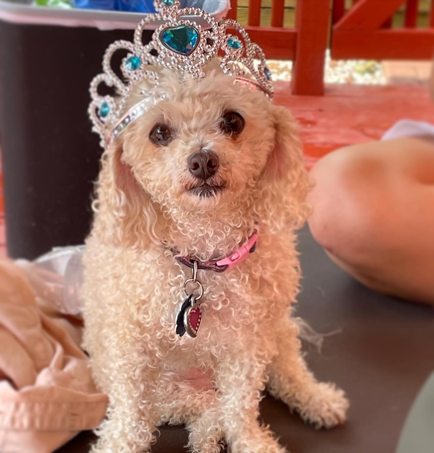 Thanks to your generosity my service dog, Mazzie, is on the mend.