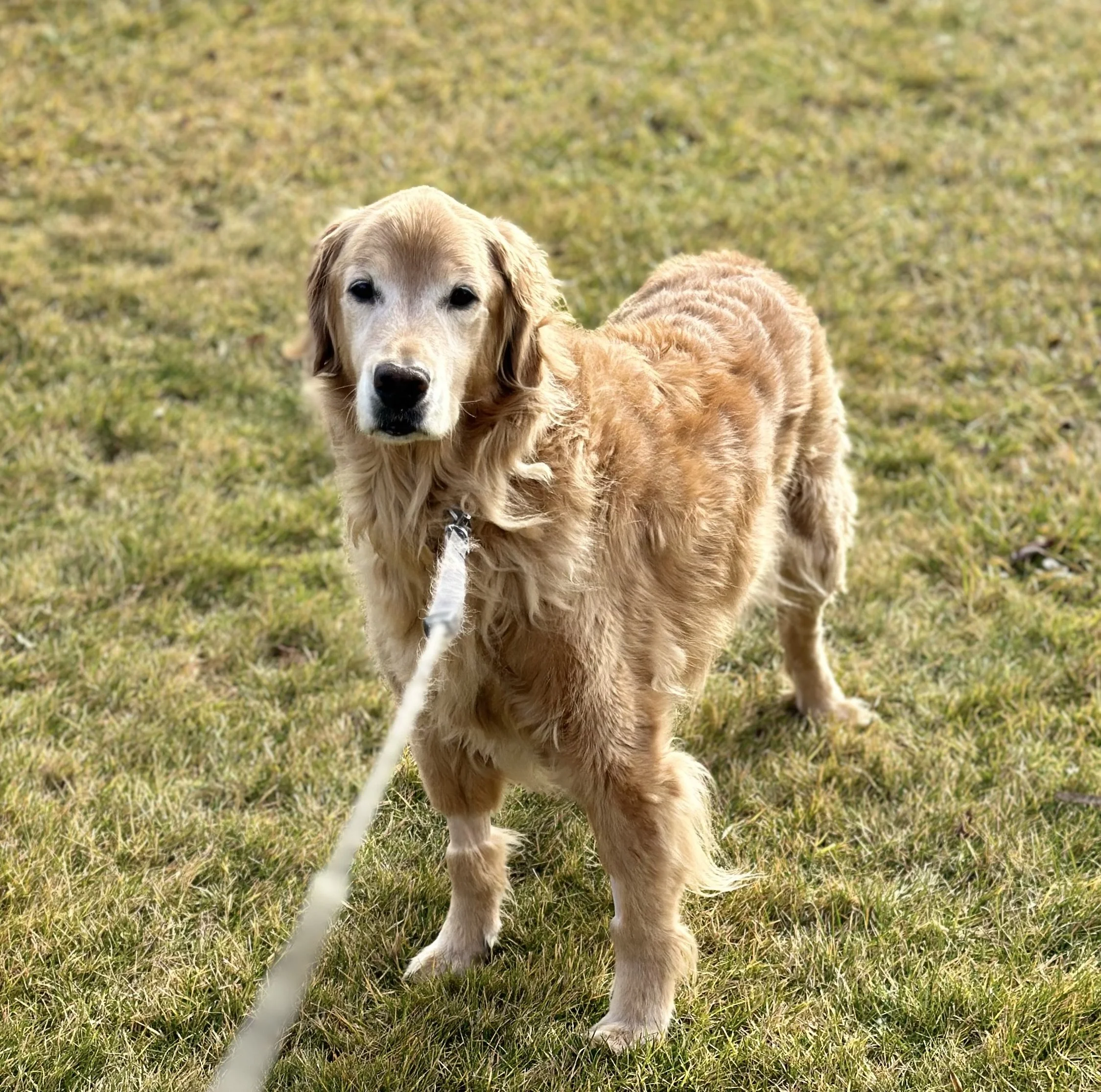Harper is the sweetest dog and a part of our family.