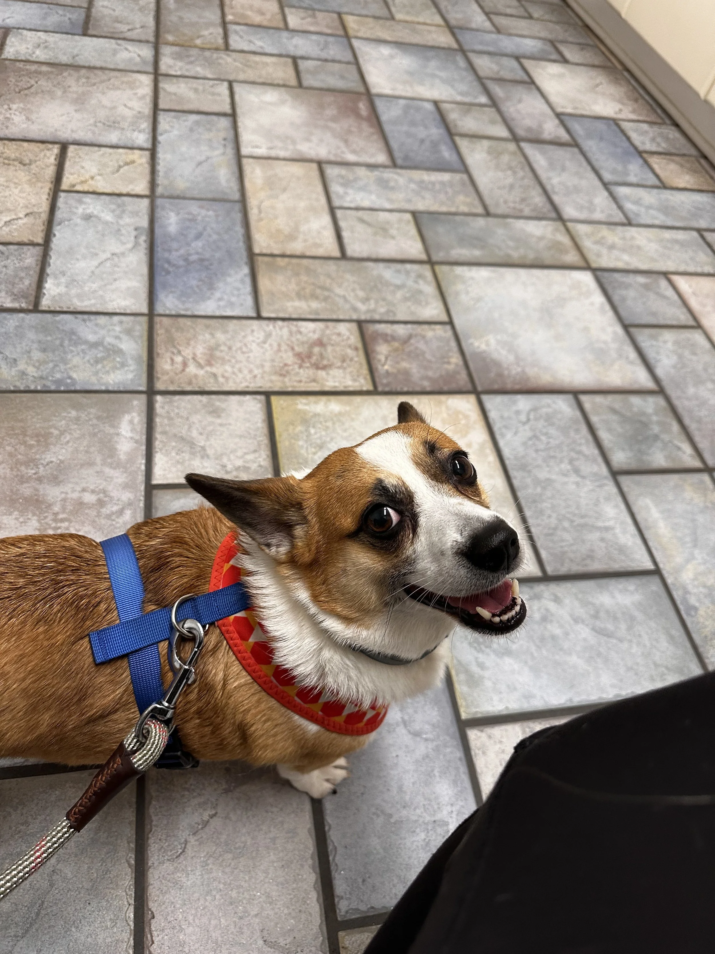 Pickle has been with me for so much in my life.