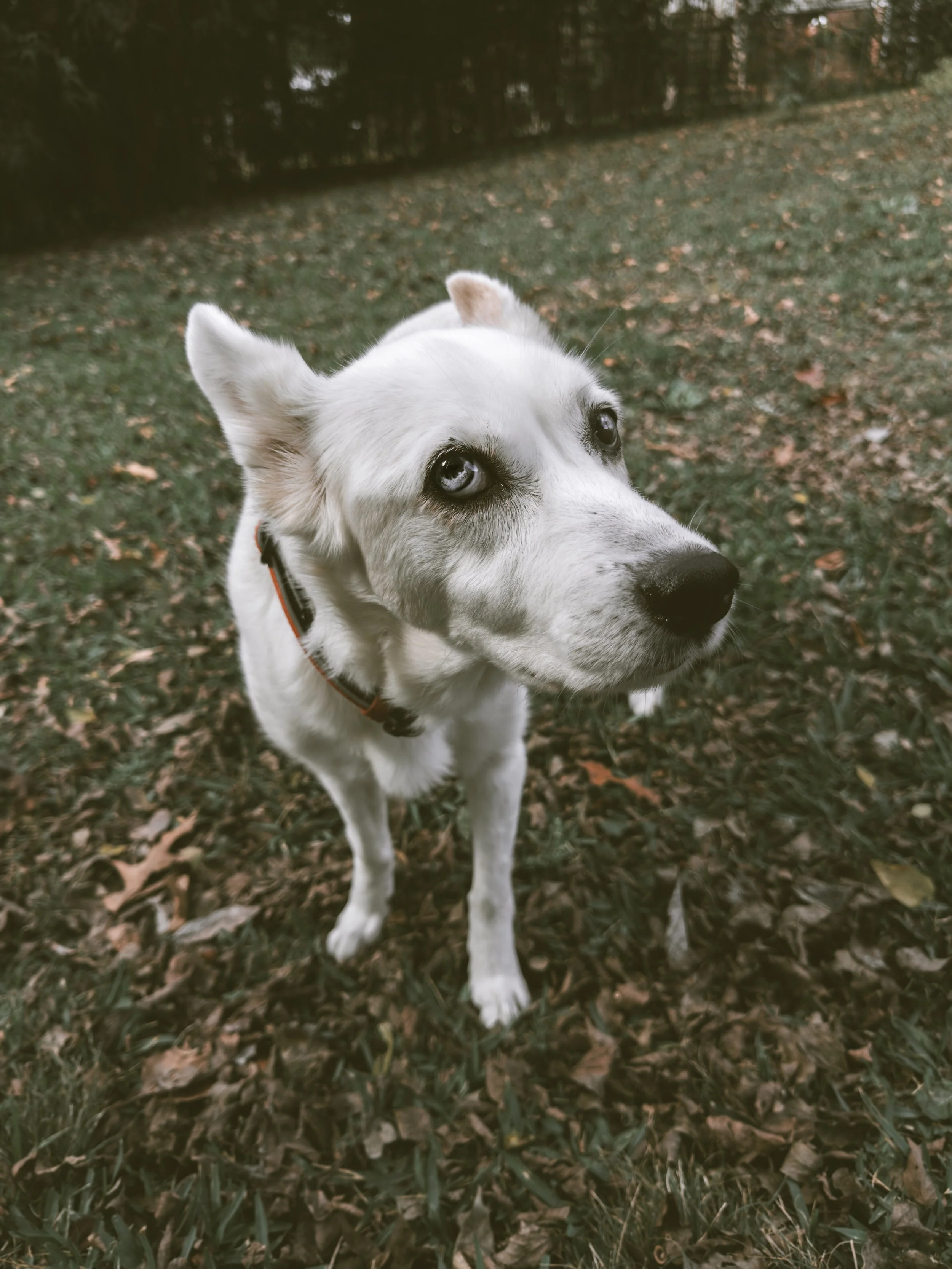 In Loving Memory of River