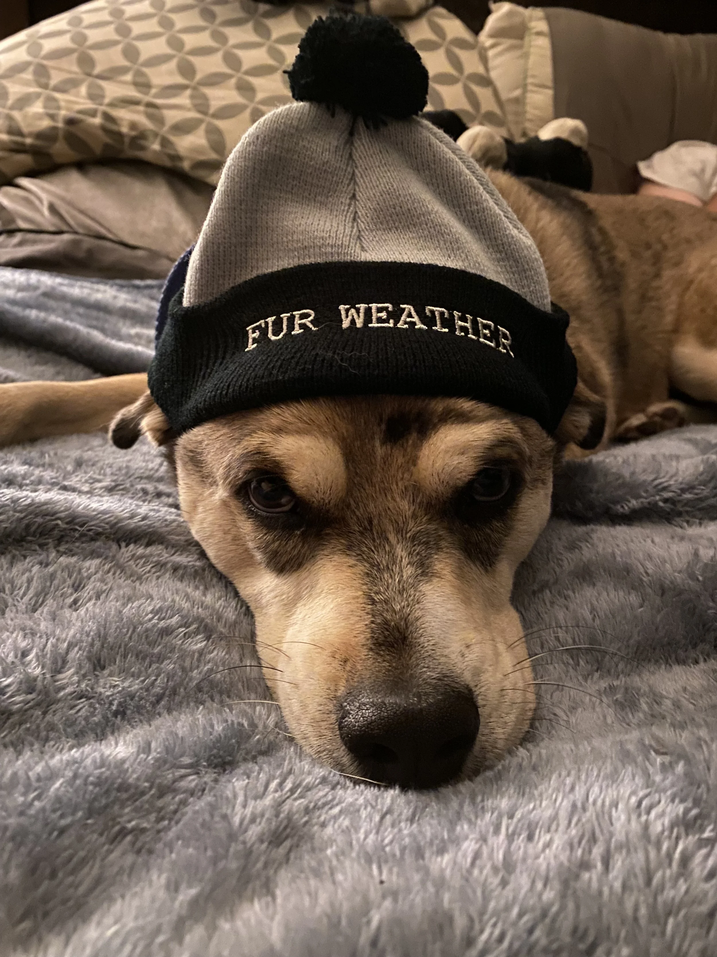 Zeke aka Nuggie has been my emotional support animal.