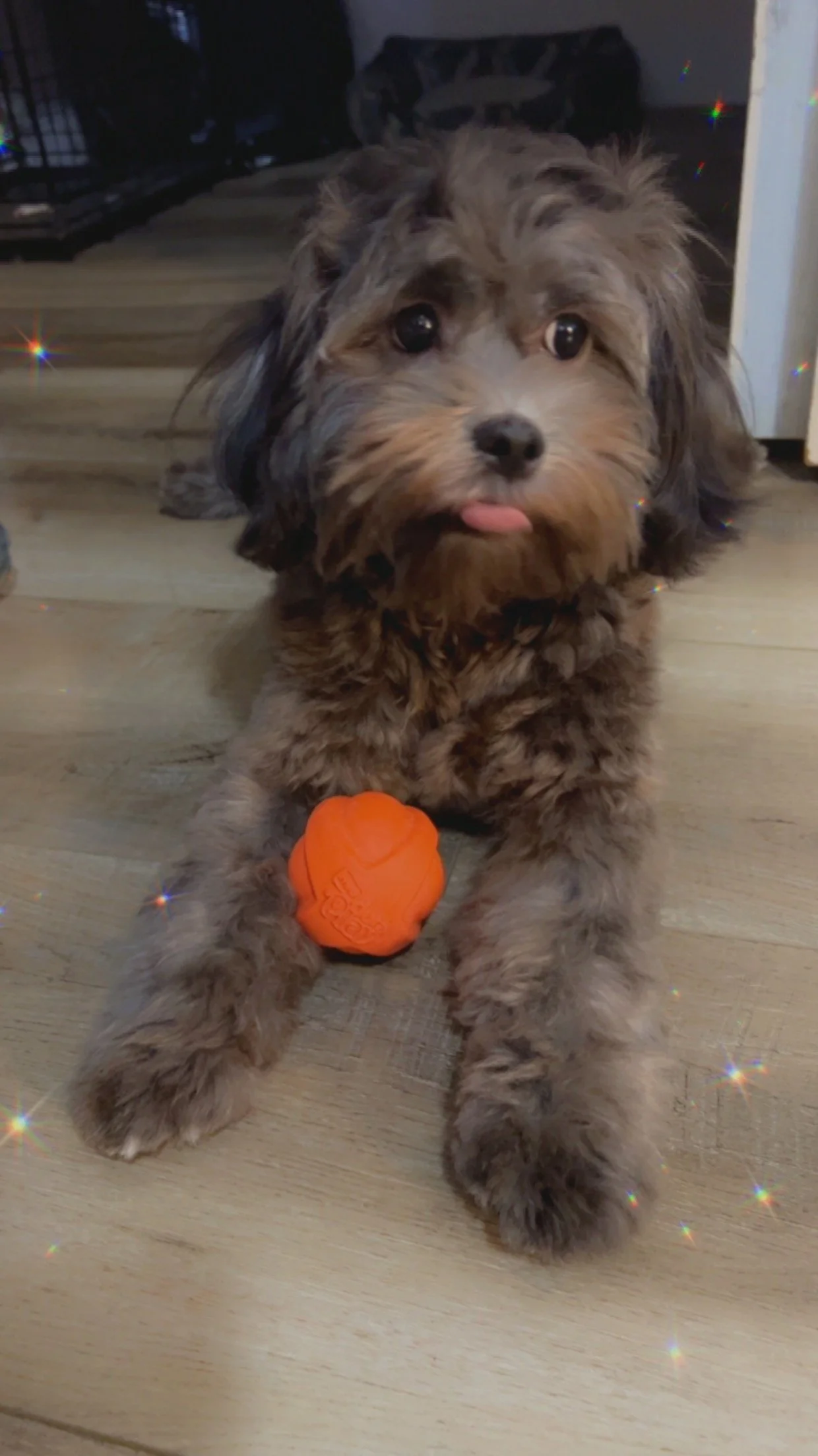 This is Shadow, my best friend and my baby.